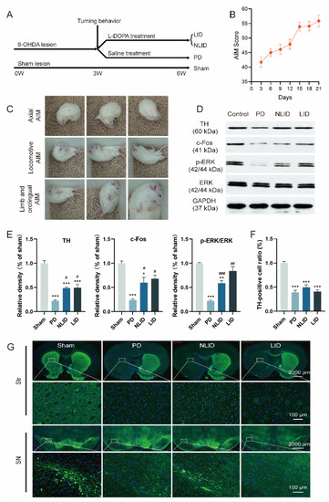 Brainsci 12 01206 g001 550