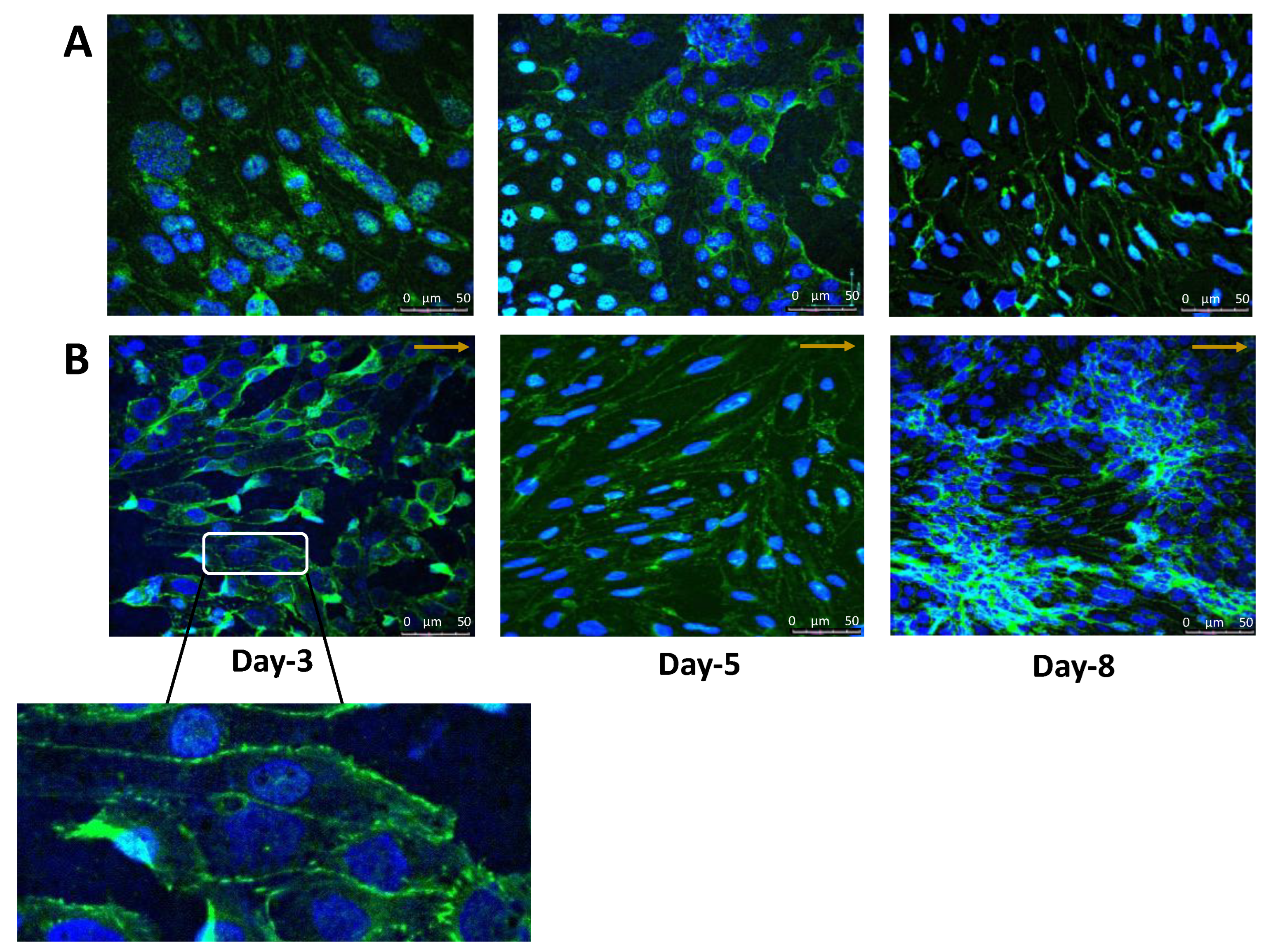 Brainsci 12 01293 g005