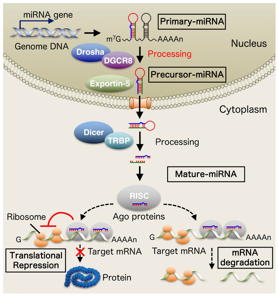 Brainsci 12 01366 g001
