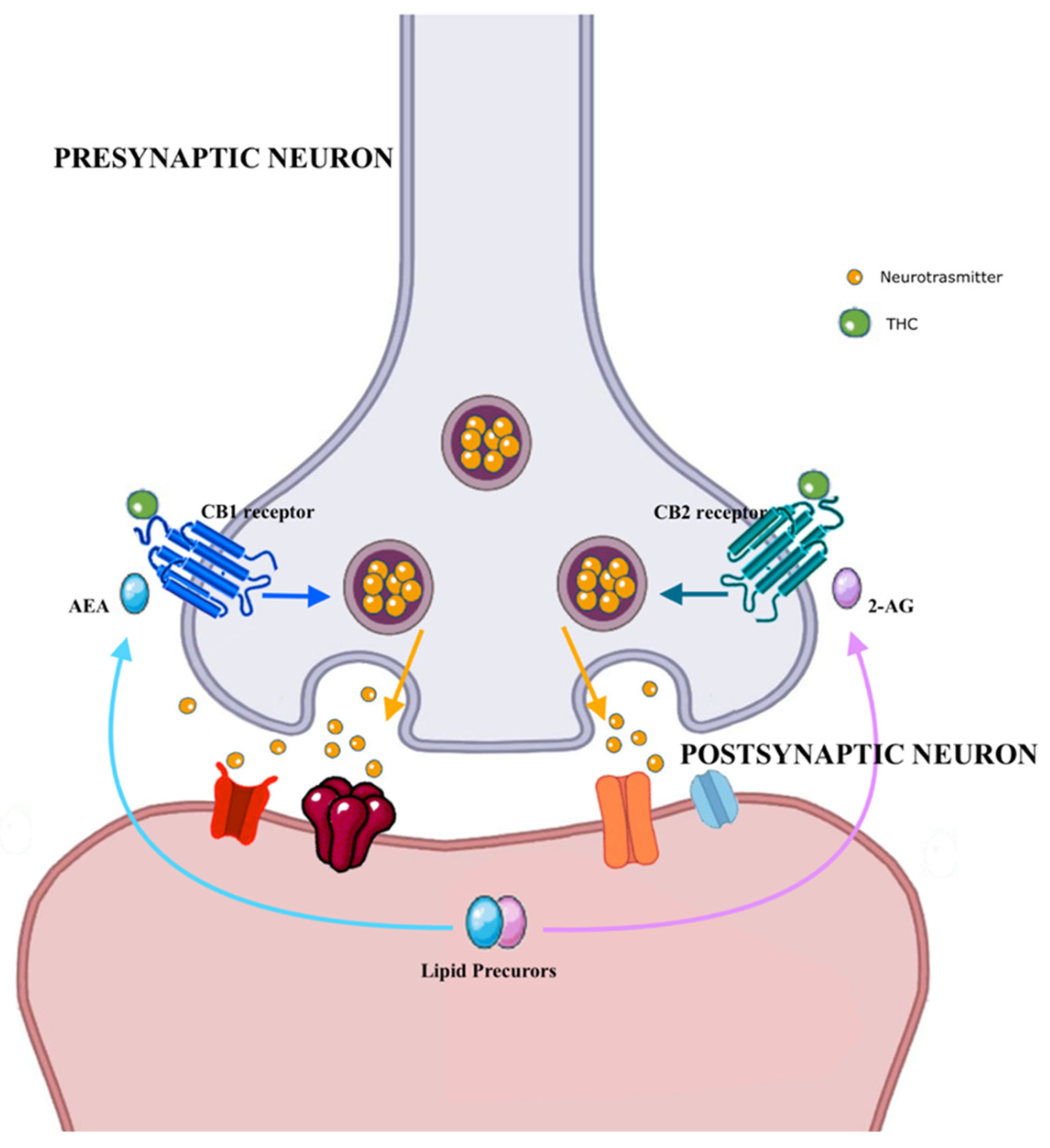 Brainsci 12 01582 g001