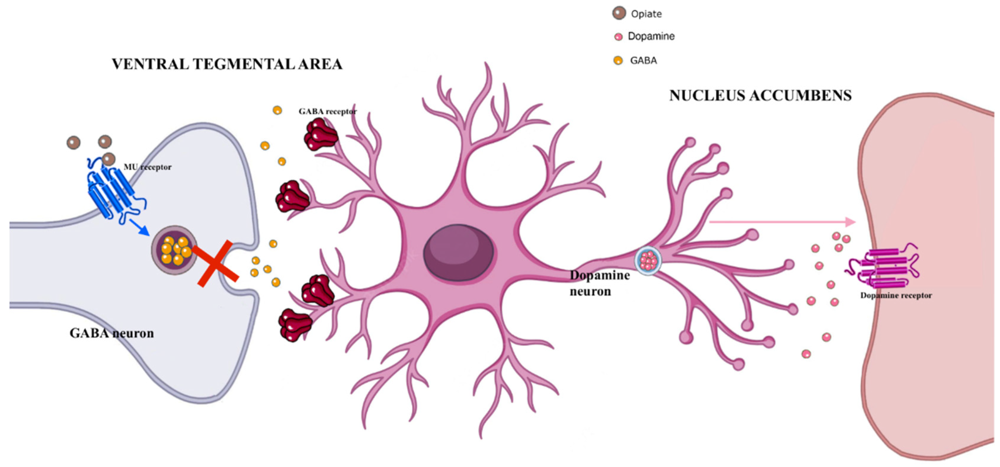 Brainsci 12 01582 g002