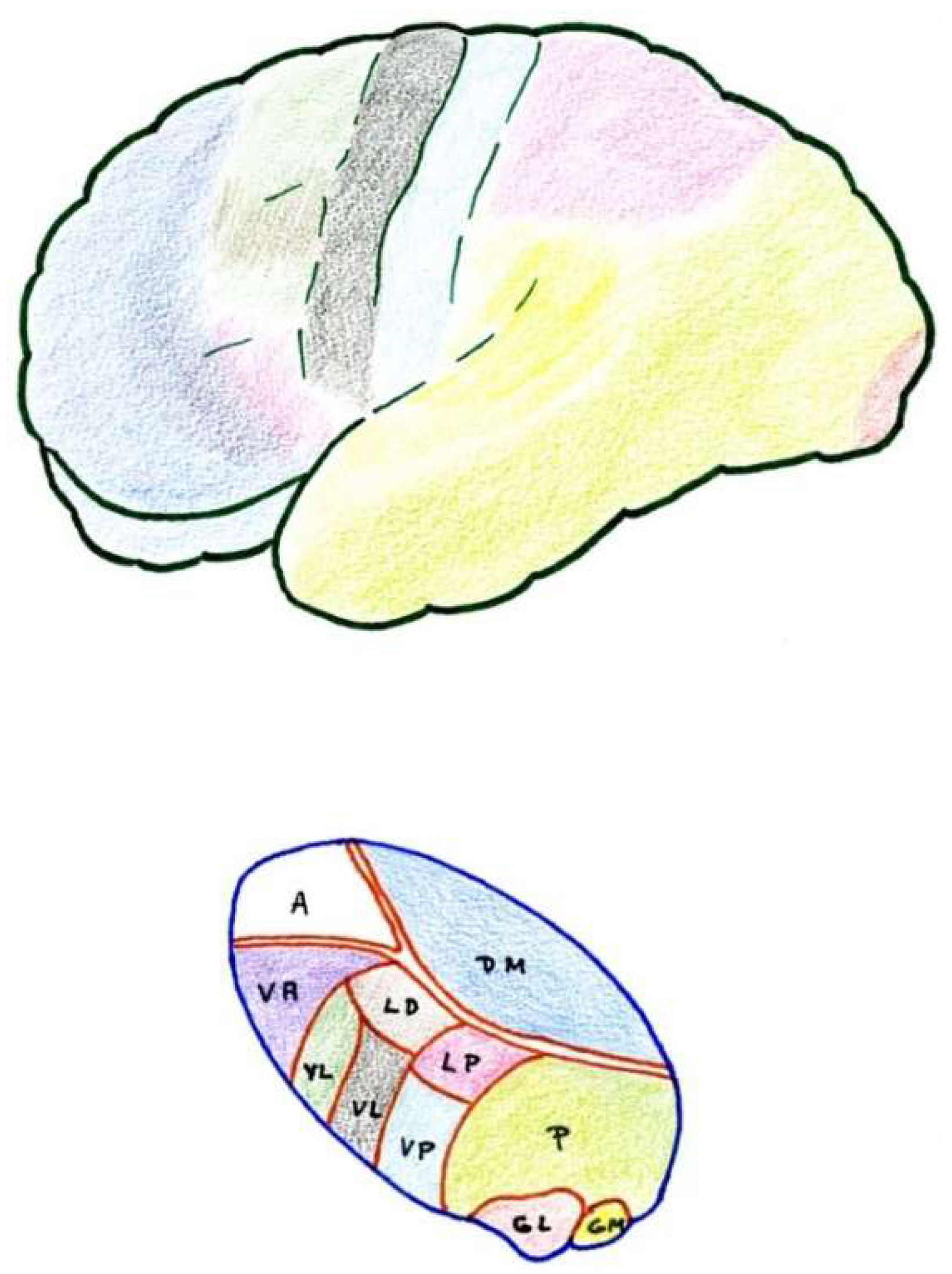 Brainsci 12 01584 g003 Brainsci 12 01584 g003