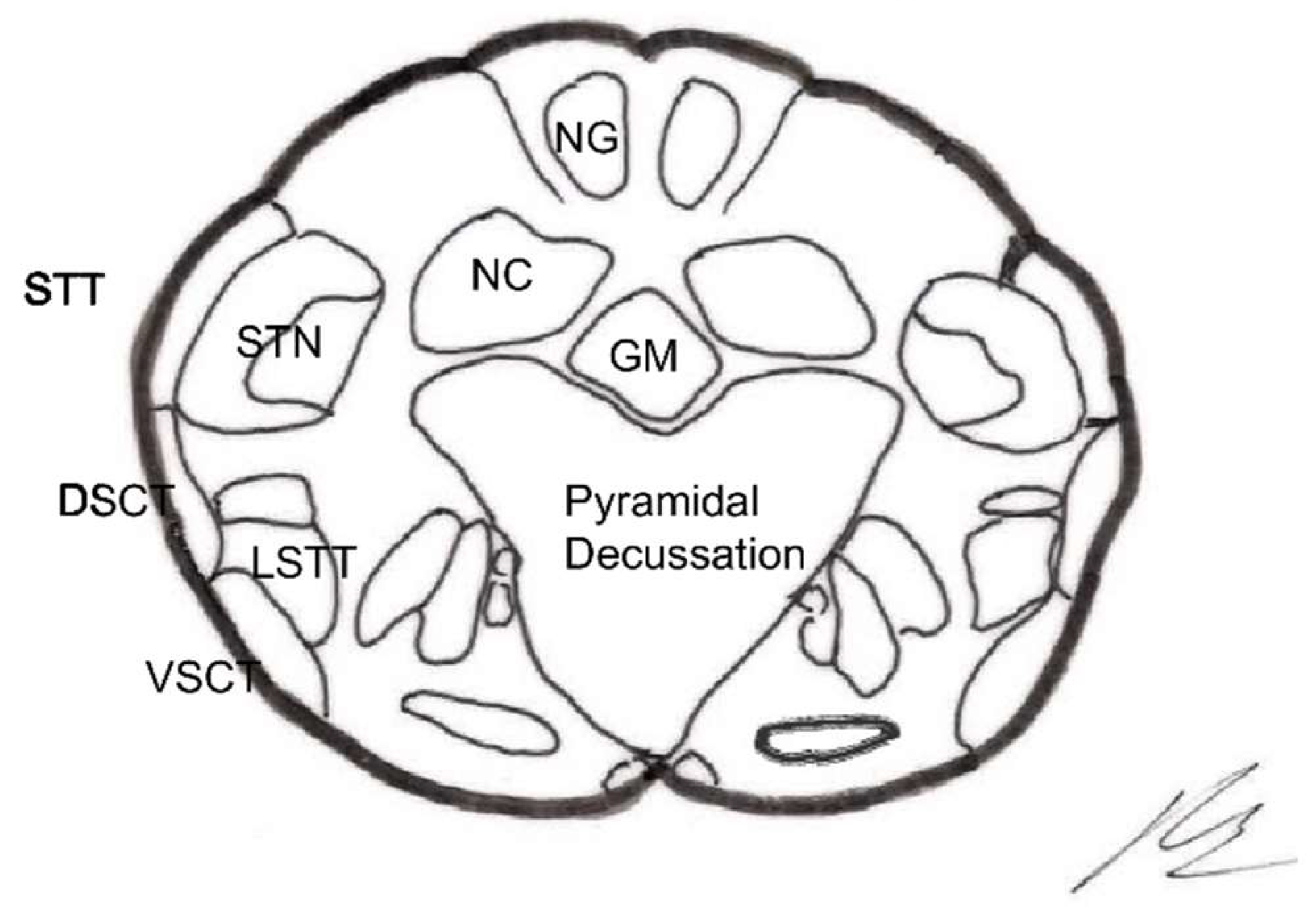 Brainsci 12 01584 g010 Brainsci 12 01584 g010