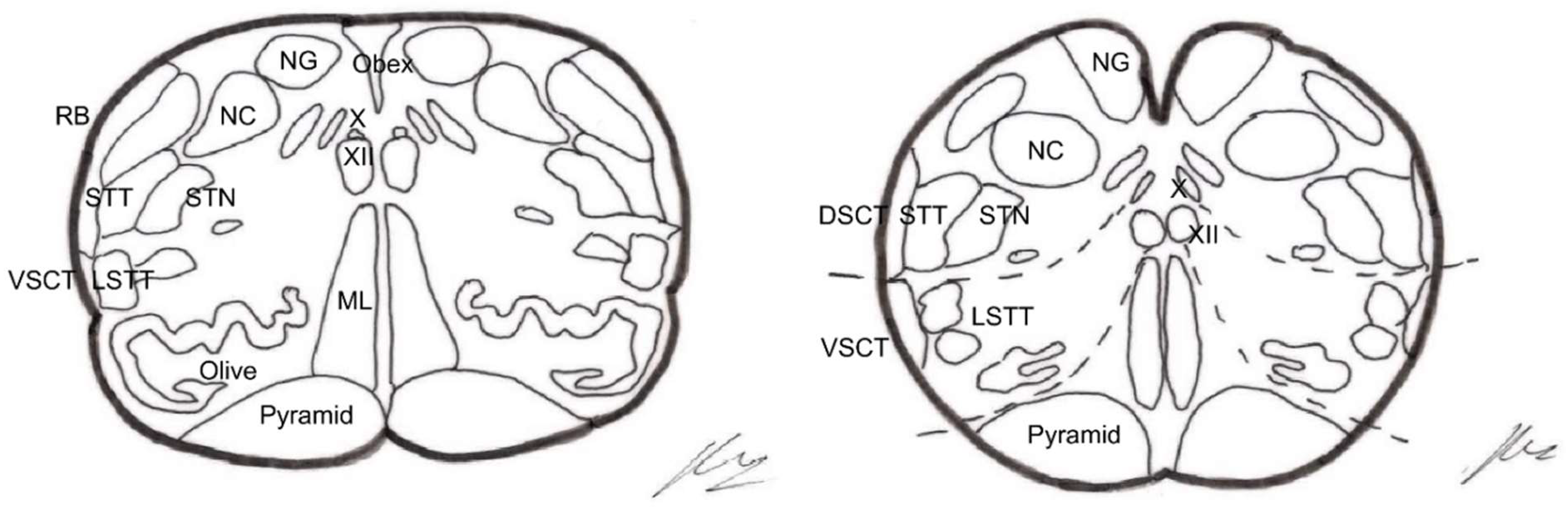 Brainsci 12 01584 g012 Brainsci 12 01584 g012