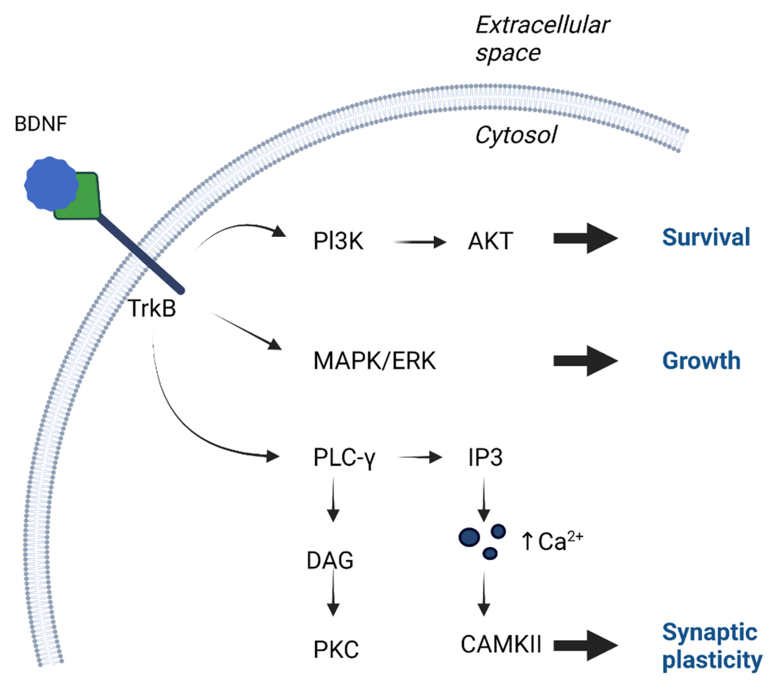 Brainsci 13 00163 g002