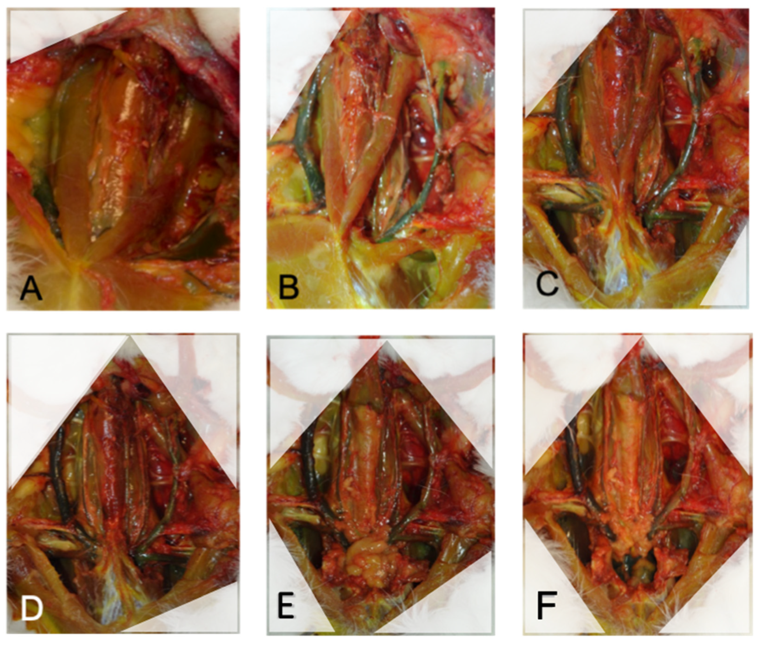 Brainsci 13 00222 g002