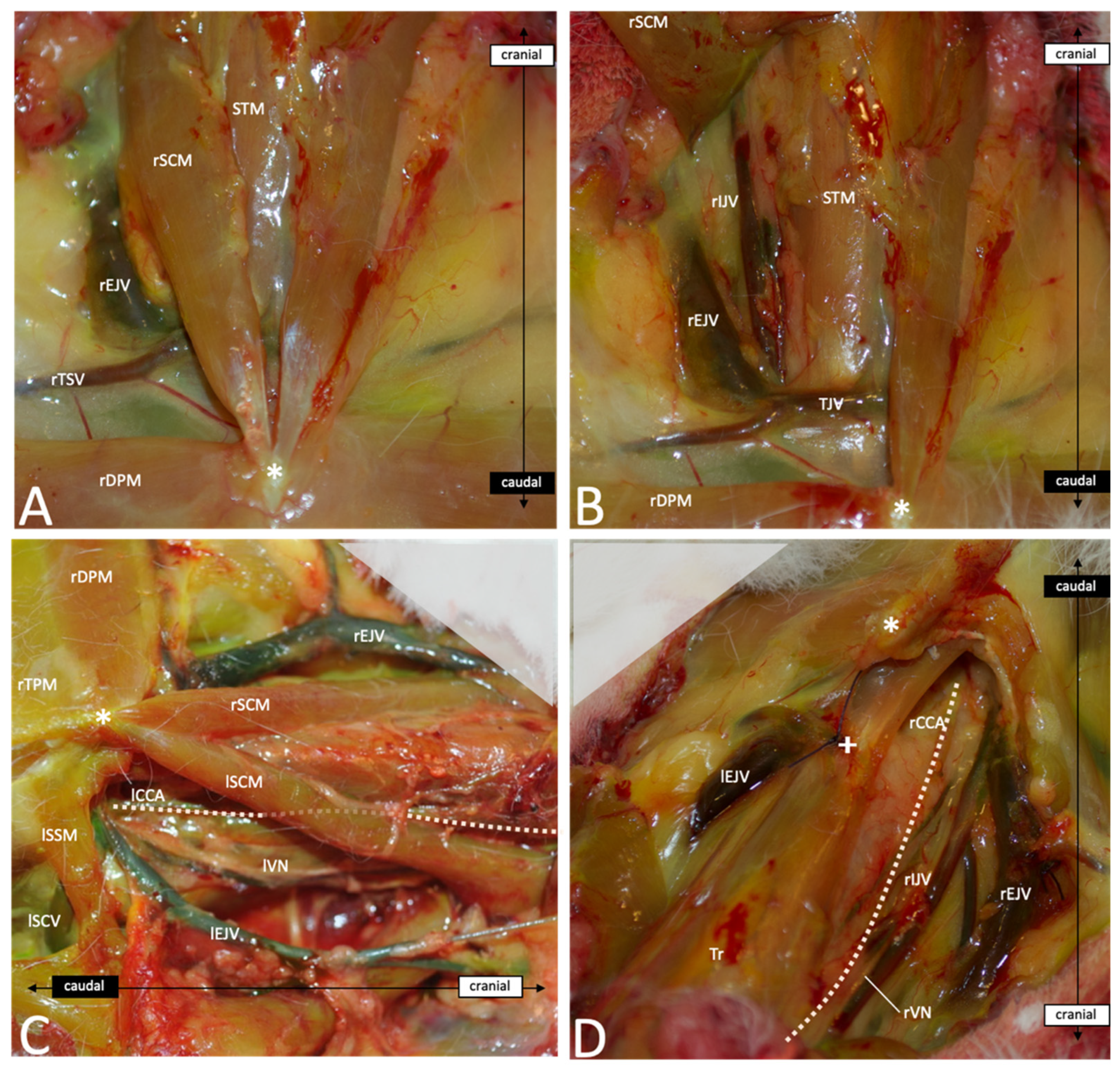 Brainsci 13 00222 g004