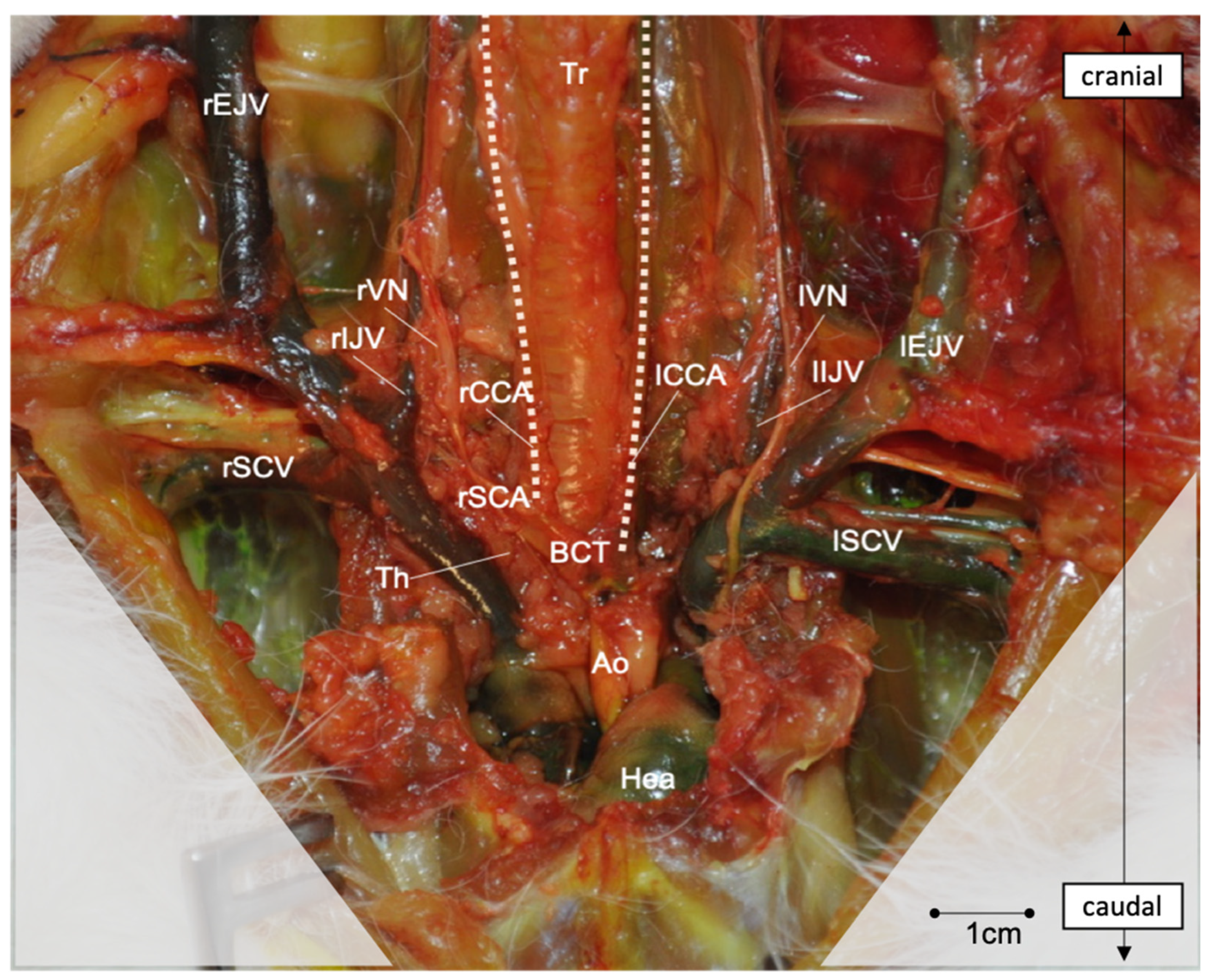 Brainsci 13 00222 g005