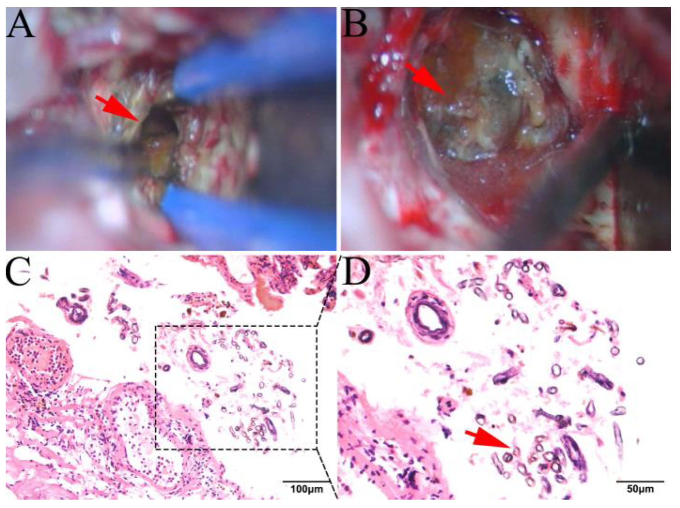Brainsci 13 00239 g003