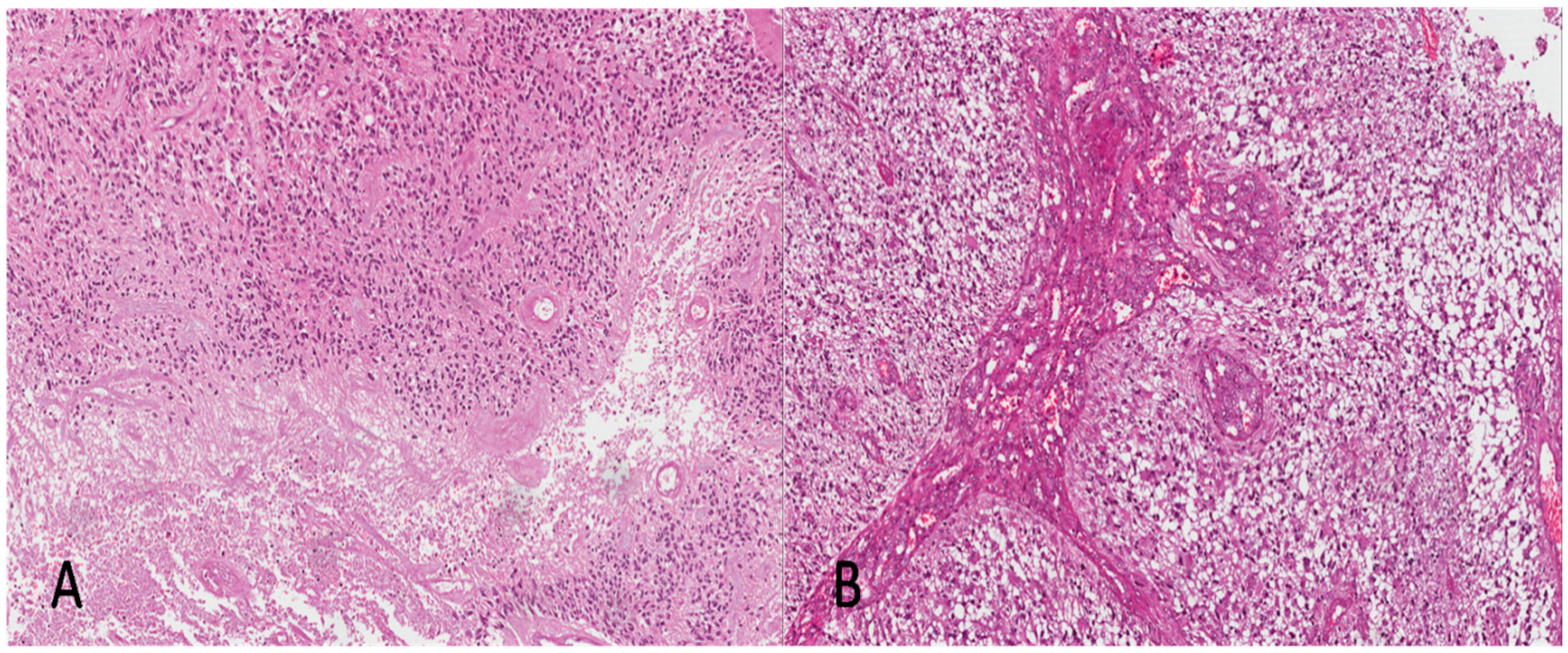 Brainsci 13 00248 g001