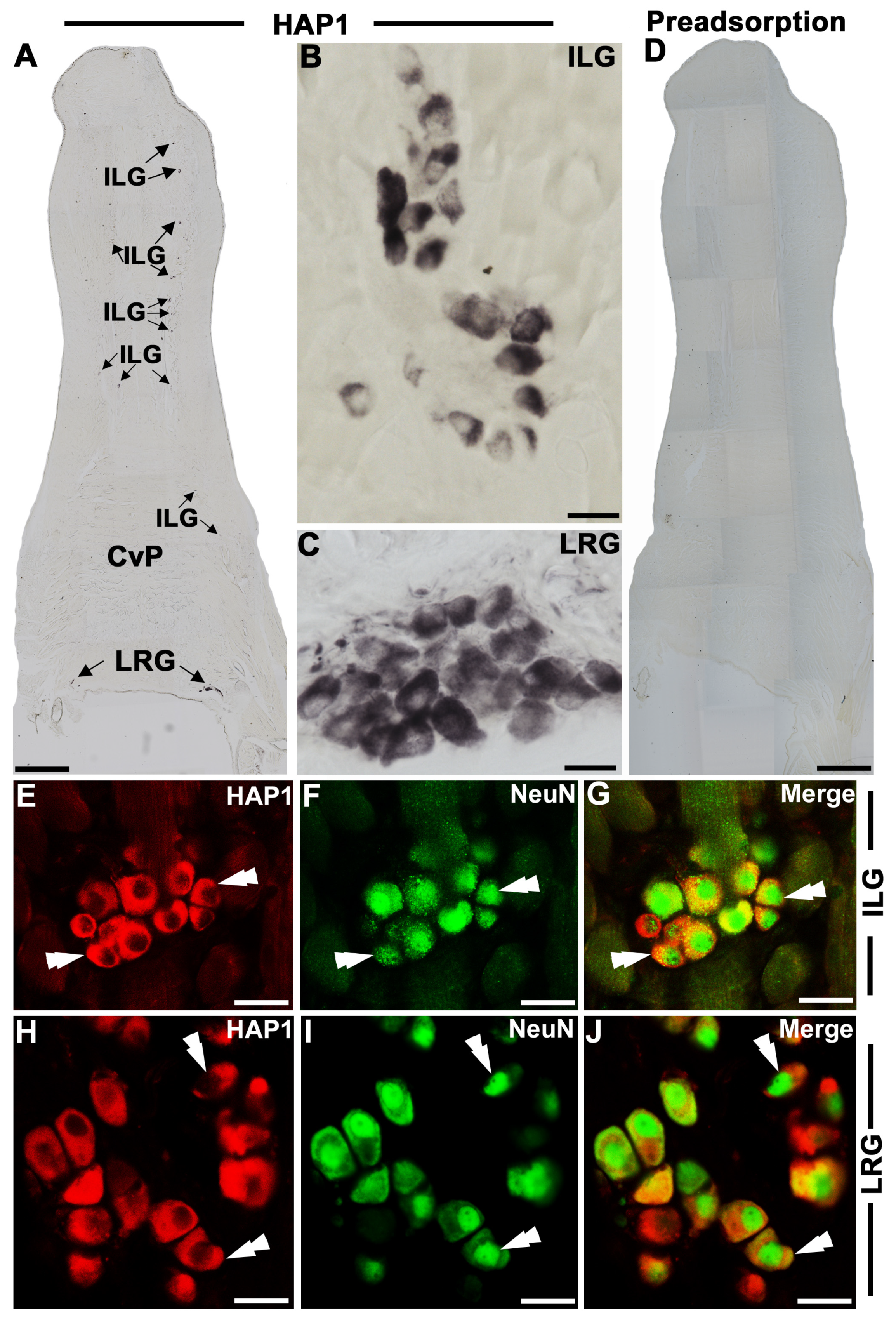 Brainsci 13 00258 g001