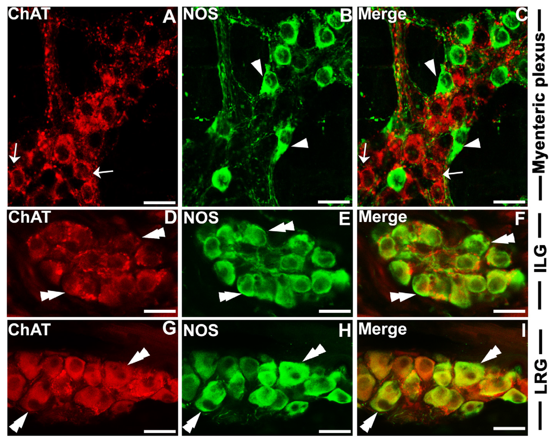 Brainsci 13 00258 g003