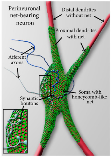 Brainsci 13 00259 g002