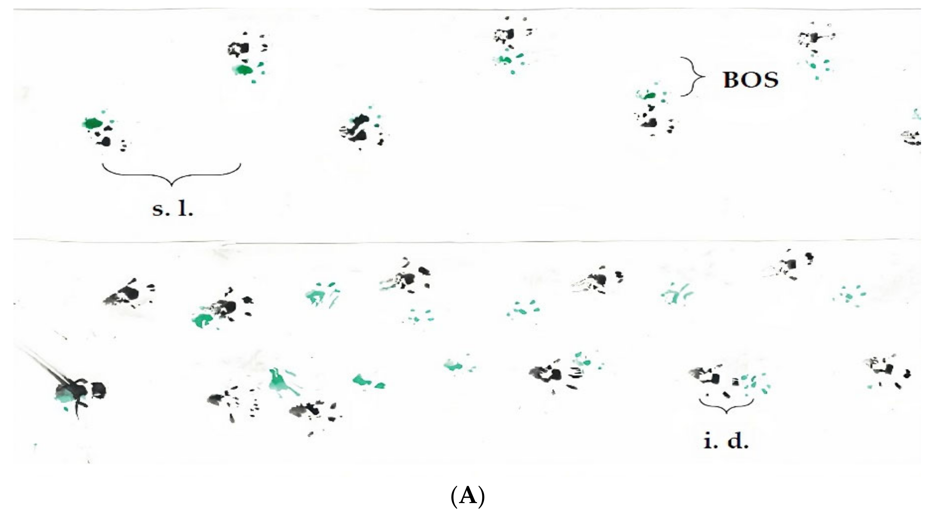 Brainsci 13 00261 g002a