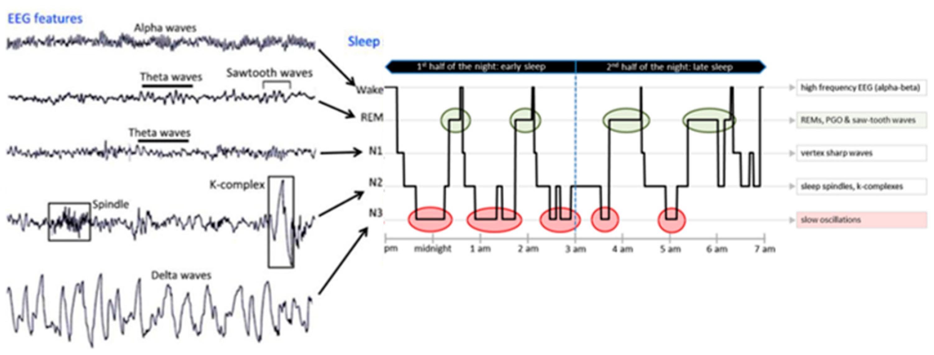 Brainsci 13 00275 g001