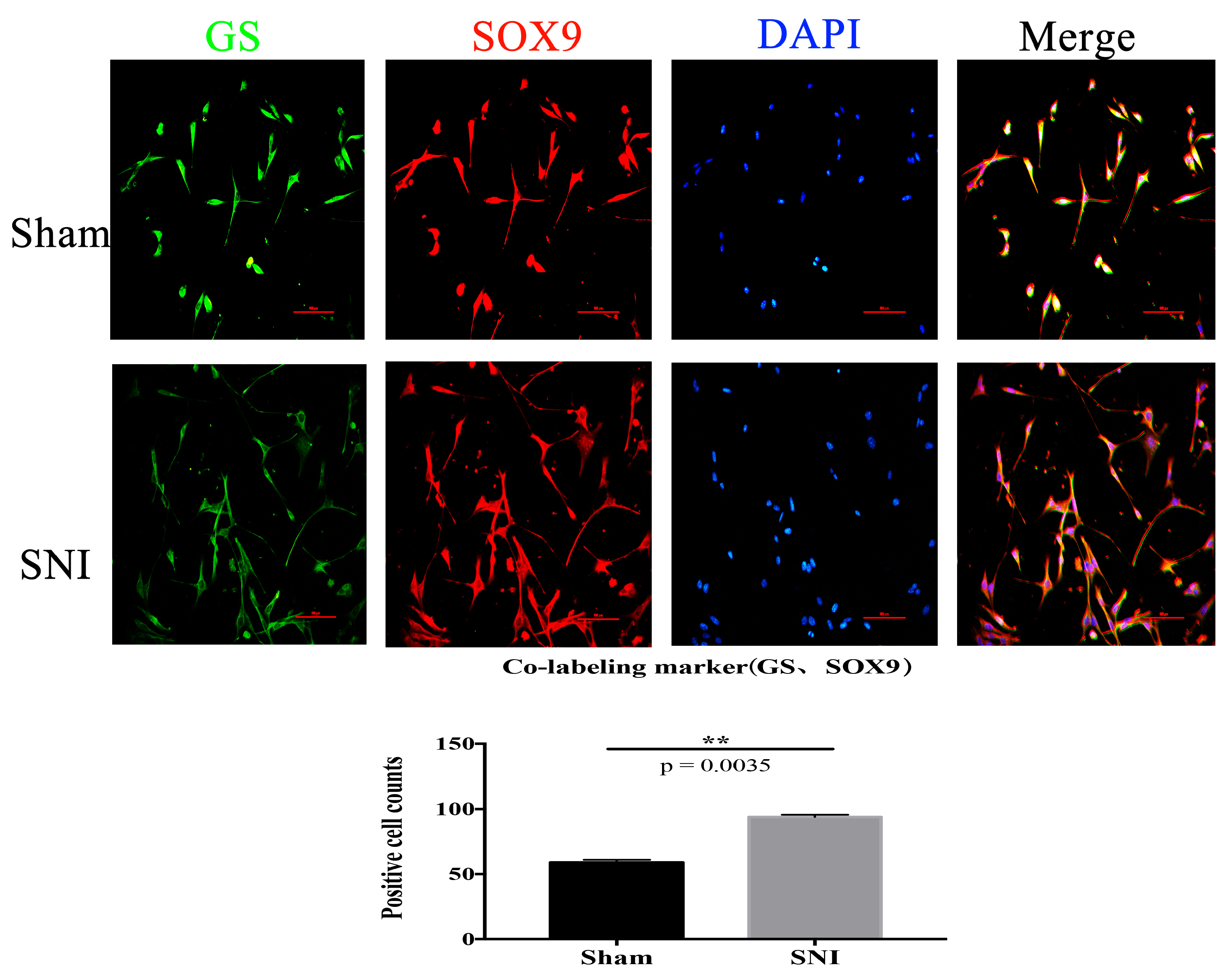 Brainsci 13 00281 g006