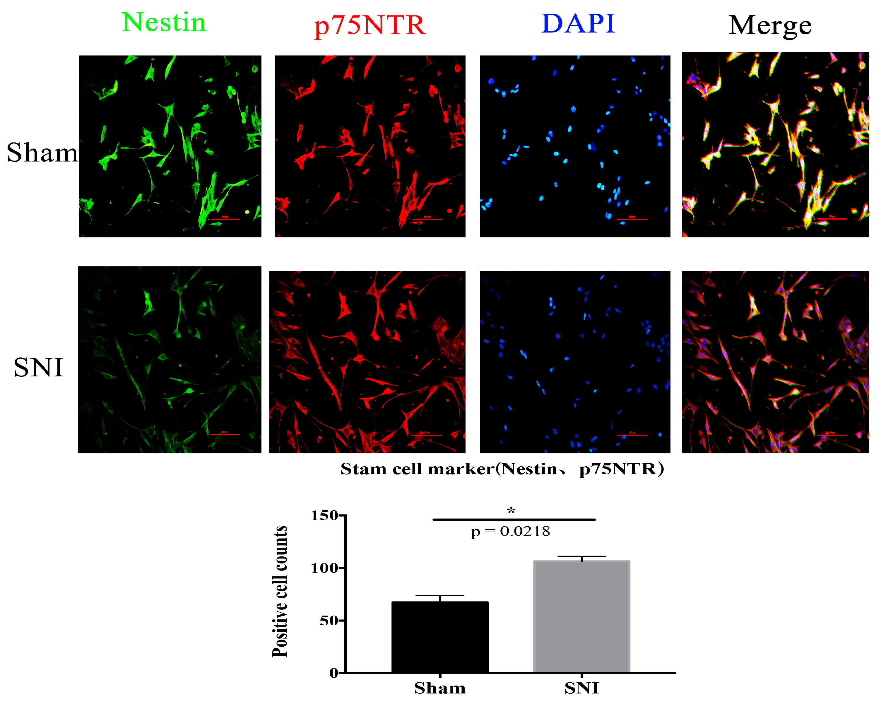 Brainsci 13 00281 g007
