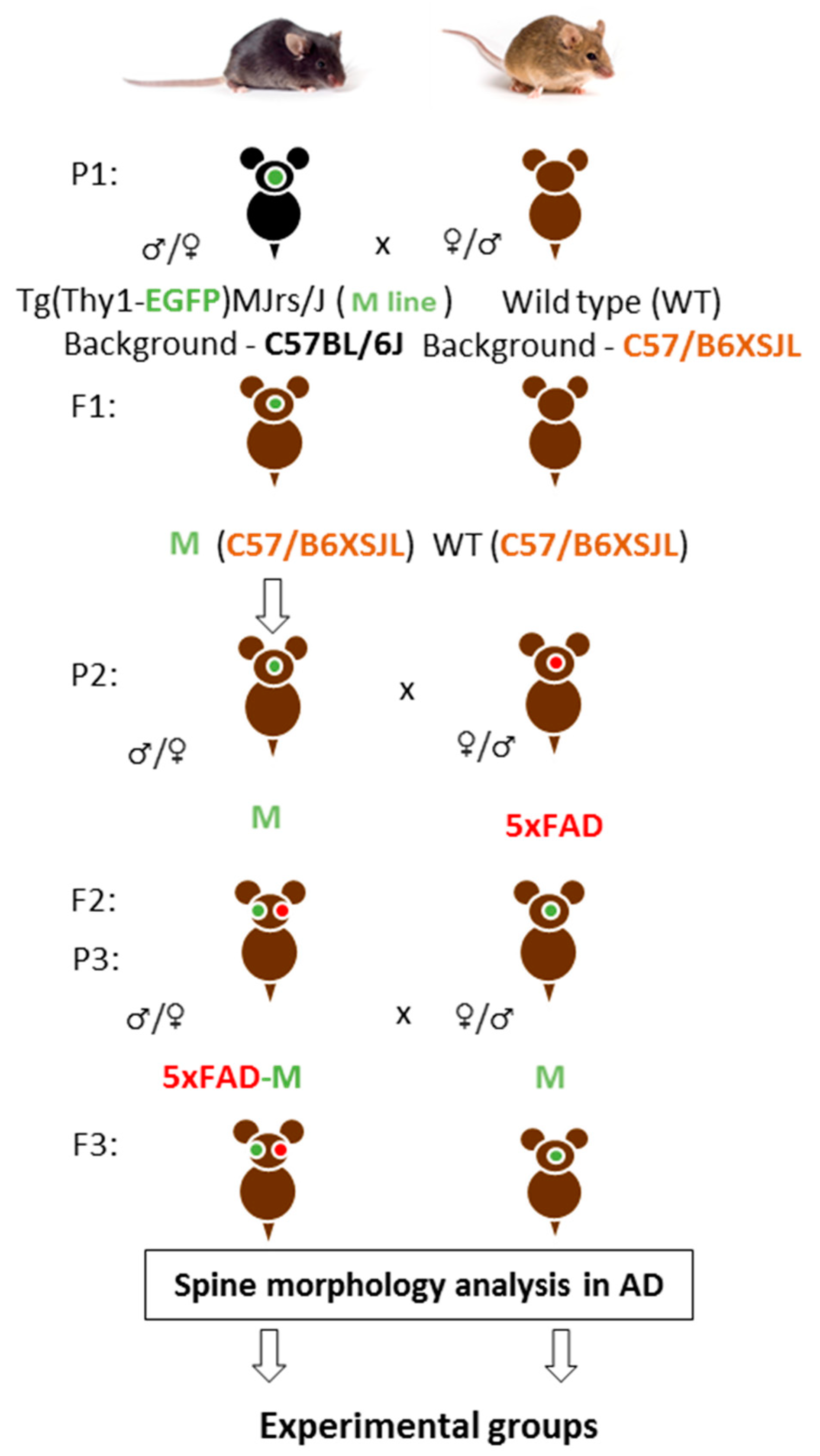 Brainsci 13 00307 g001