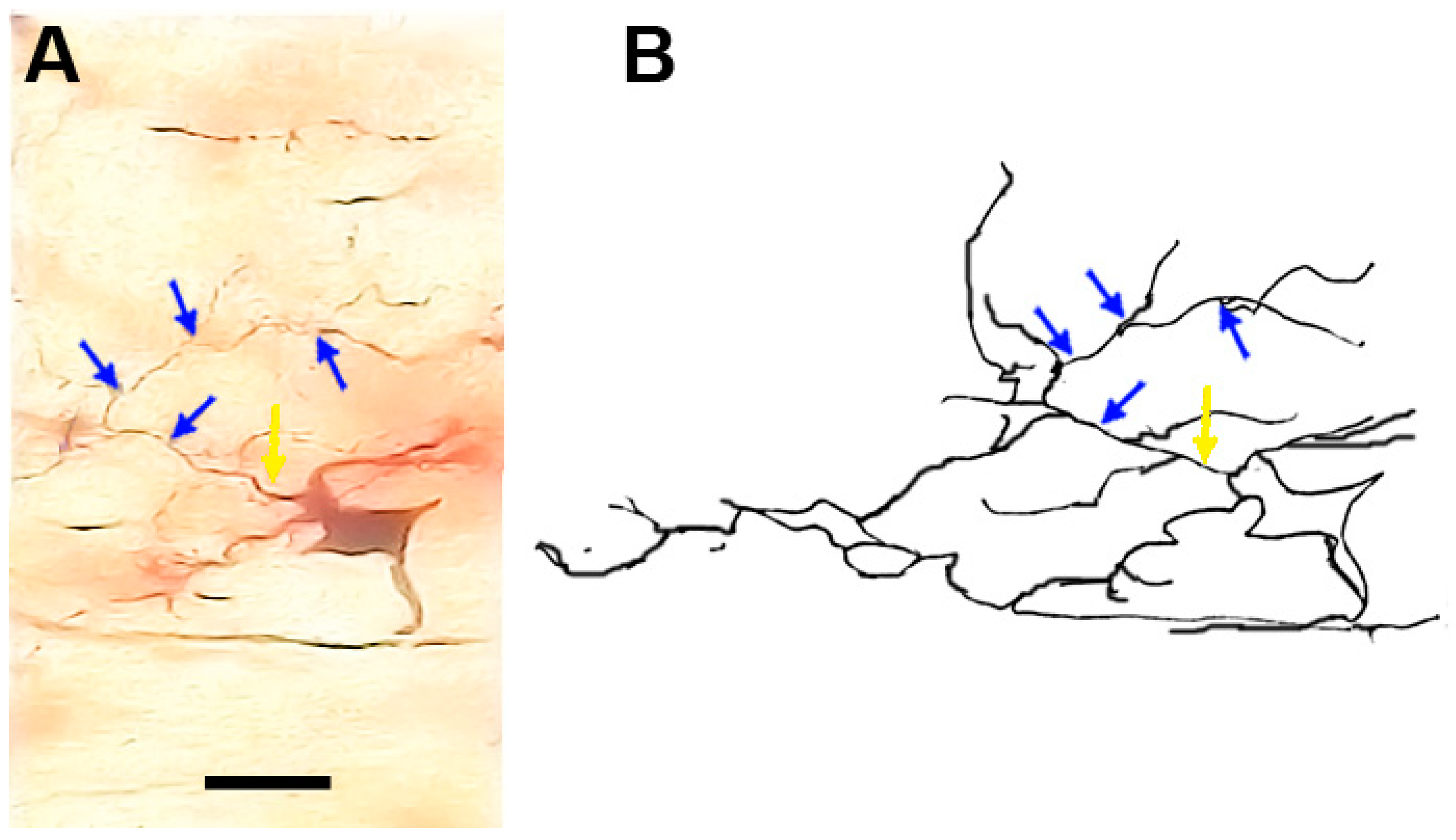 Brainsci 13 00312 g003