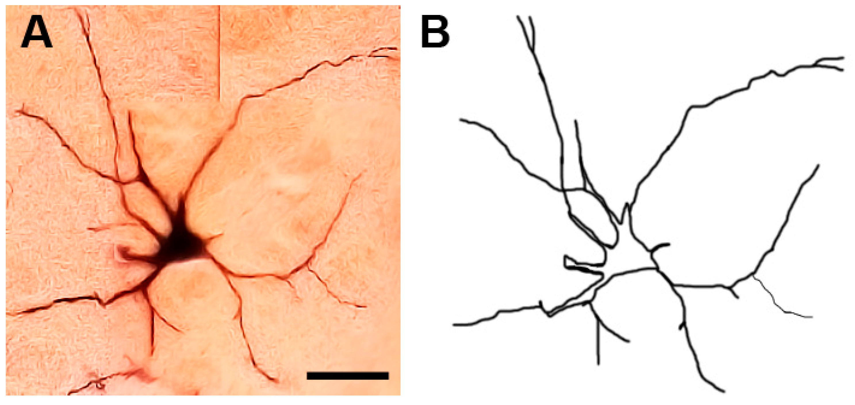 Brainsci 13 00312 g014