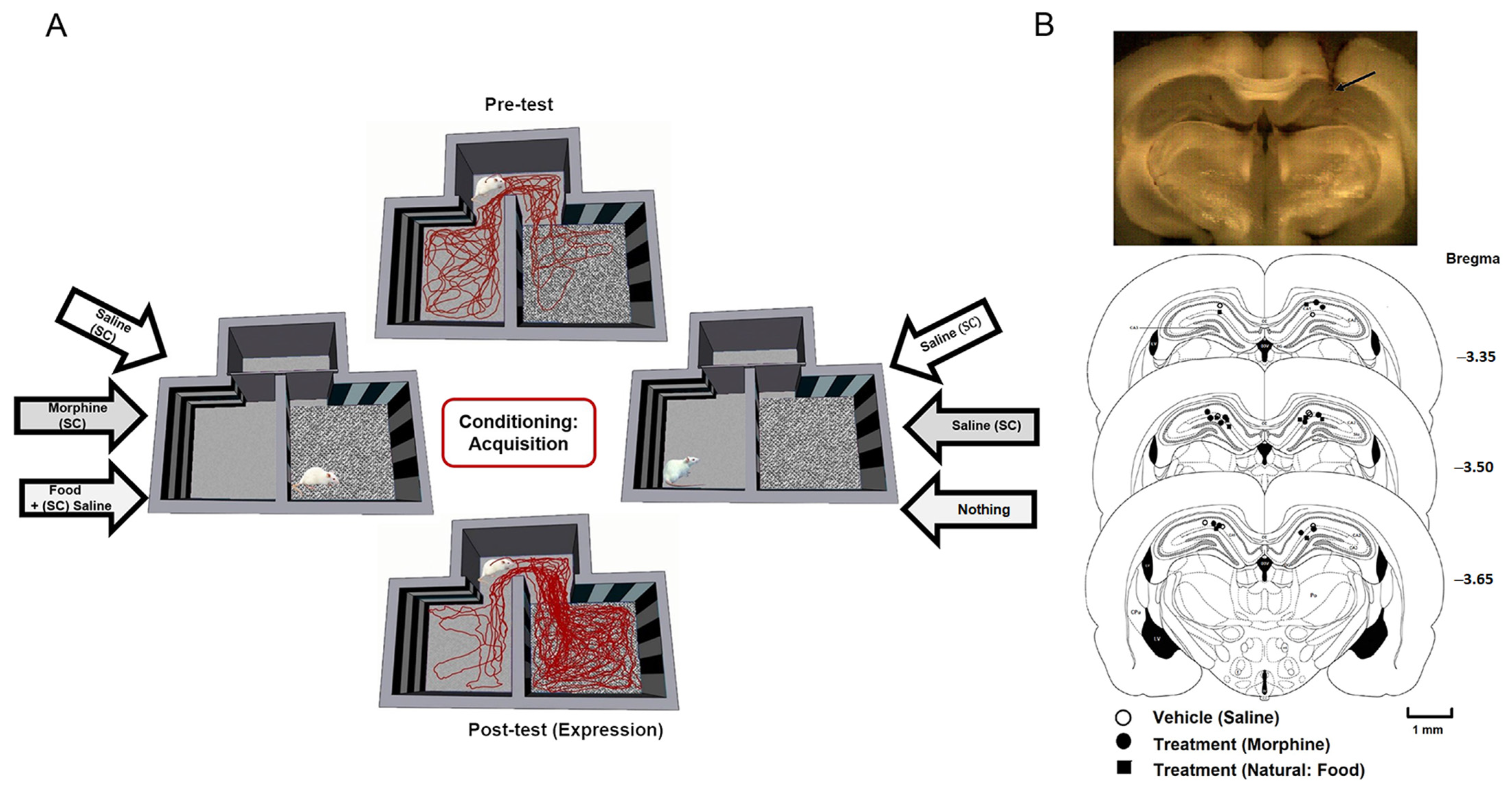 Brainsci 13 00322 g001 Brainsci 13 00322 g001