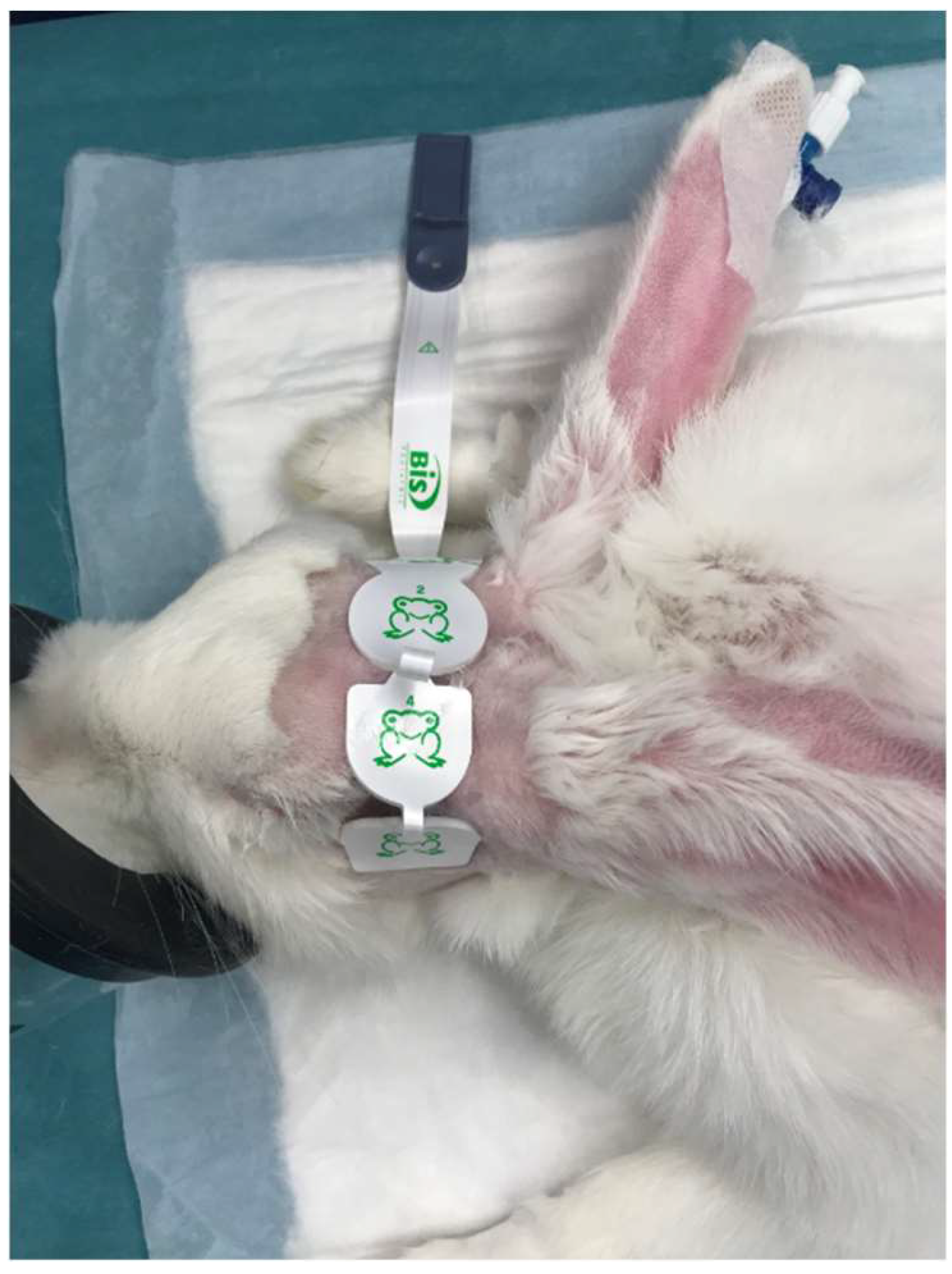 Brainsci 13 00327 g001 Brainsci 13 00327 g001