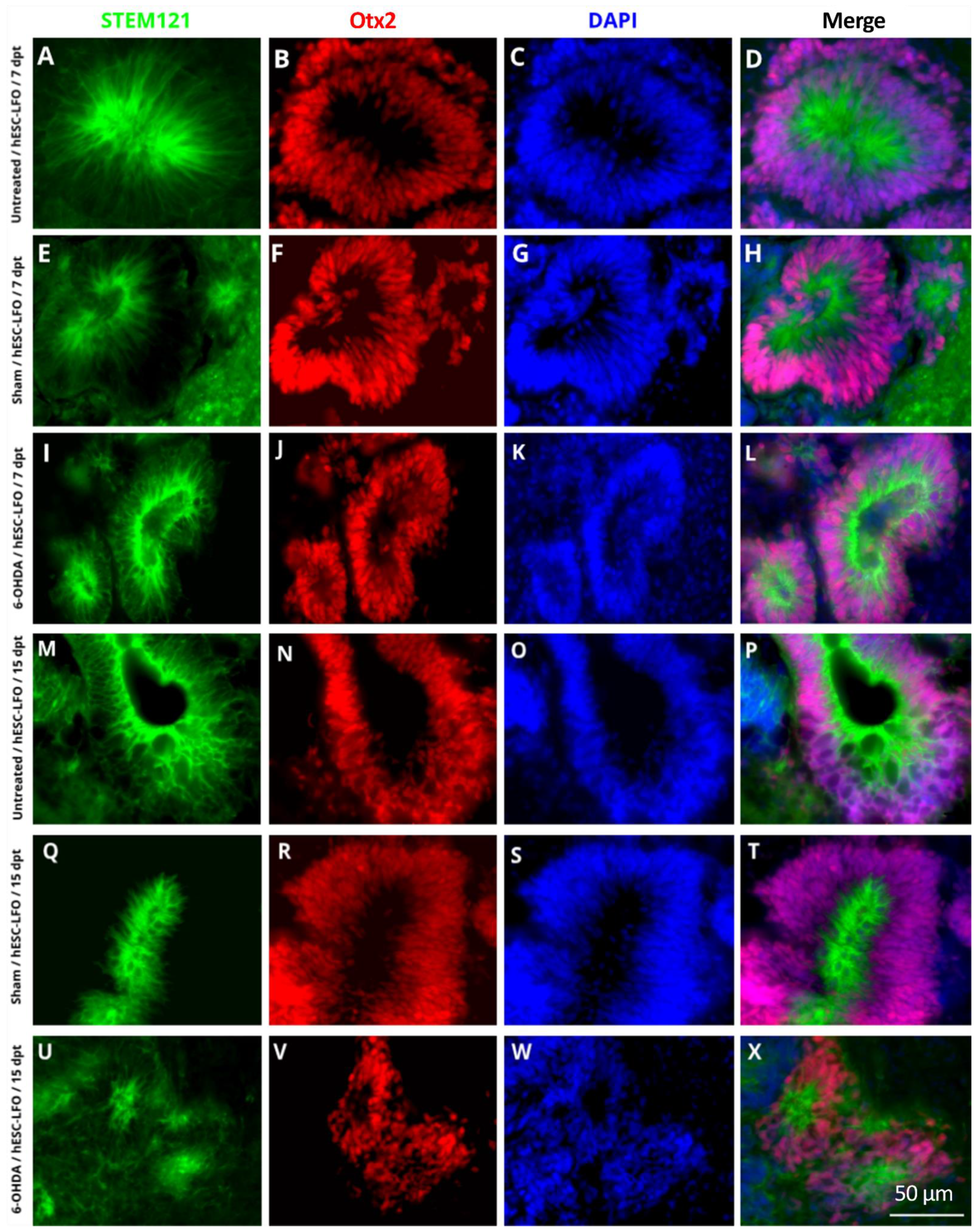 Brainsci 13 00329 g003