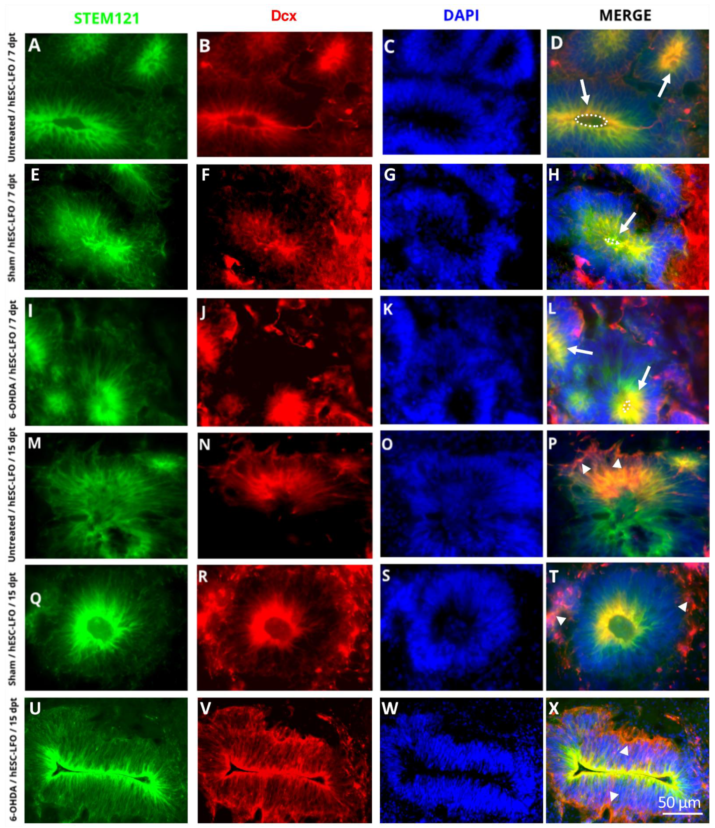Brainsci 13 00329 g005