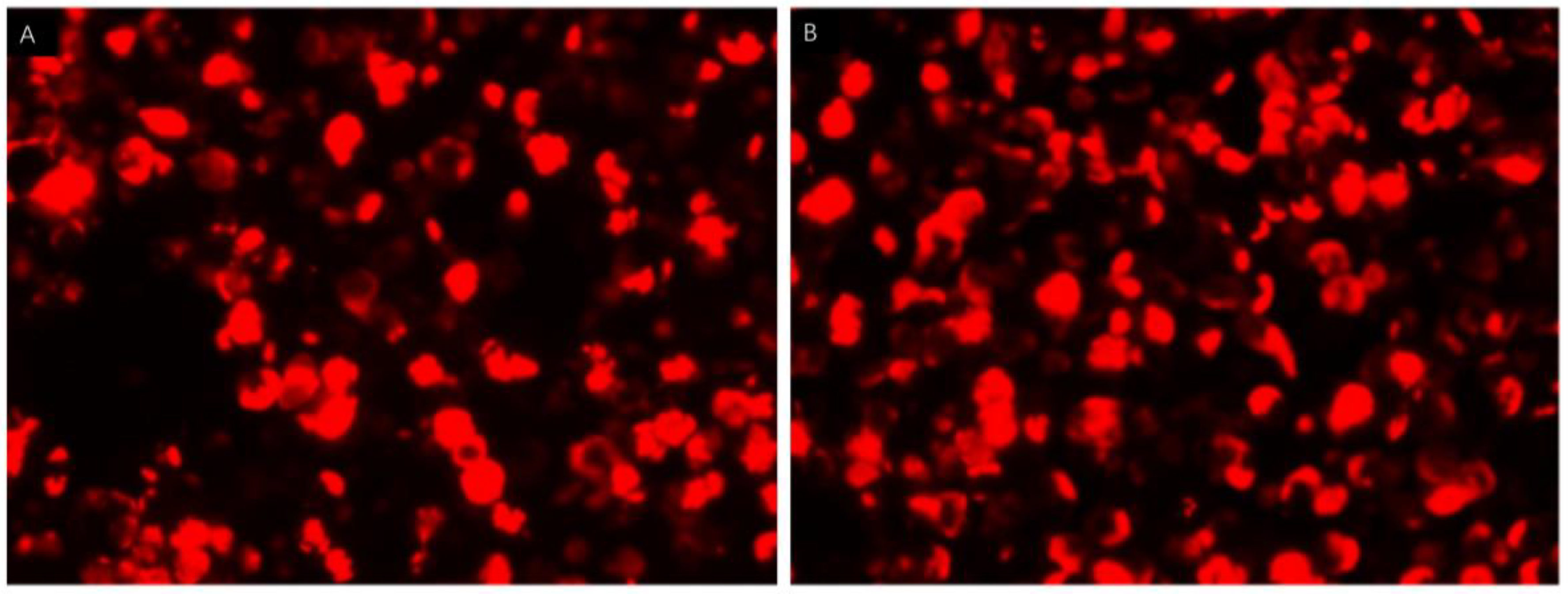 Brainsci 13 00369 g002 Brainsci 13 00369 g002