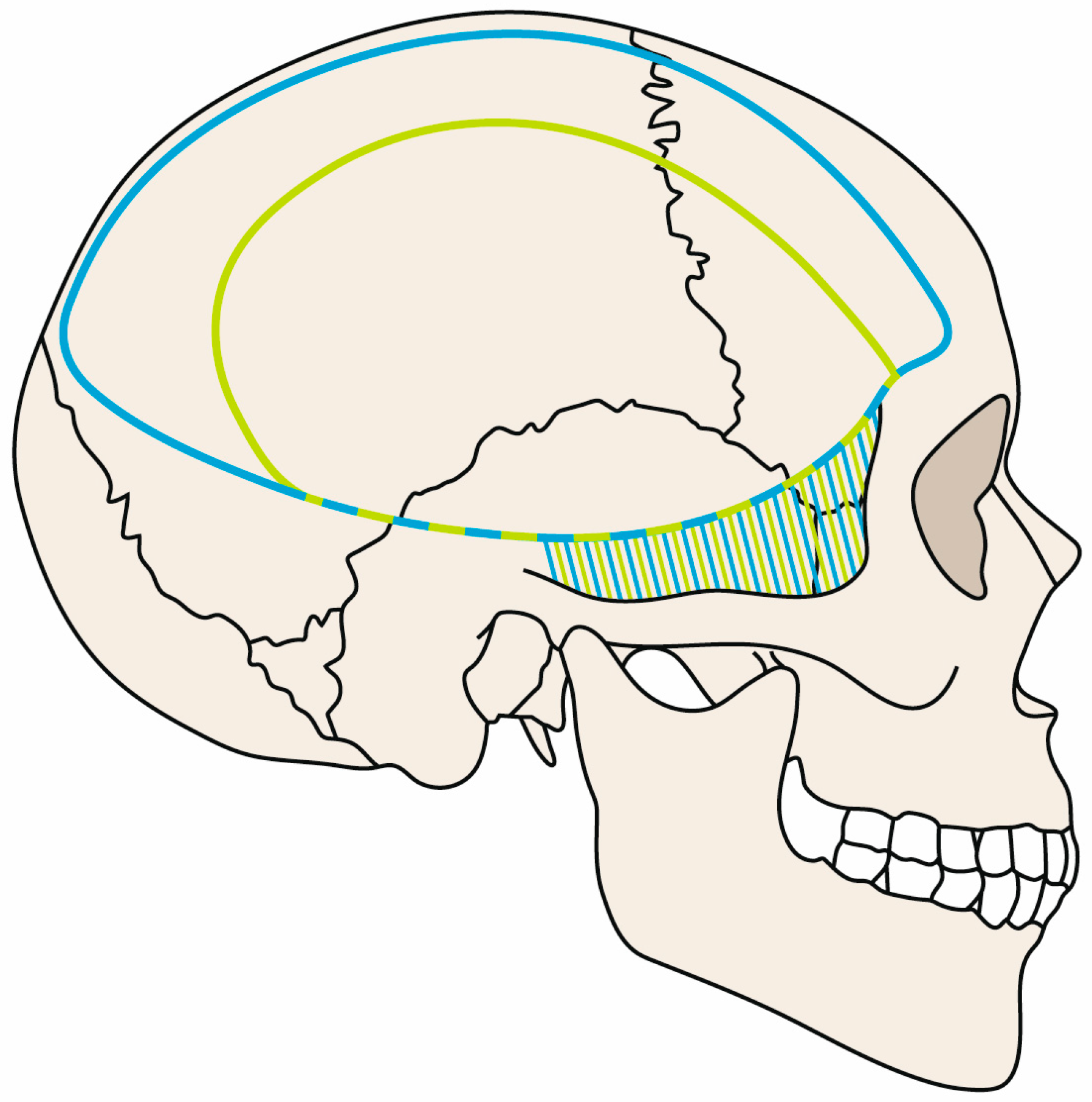 Brainsci 13 00371 g001