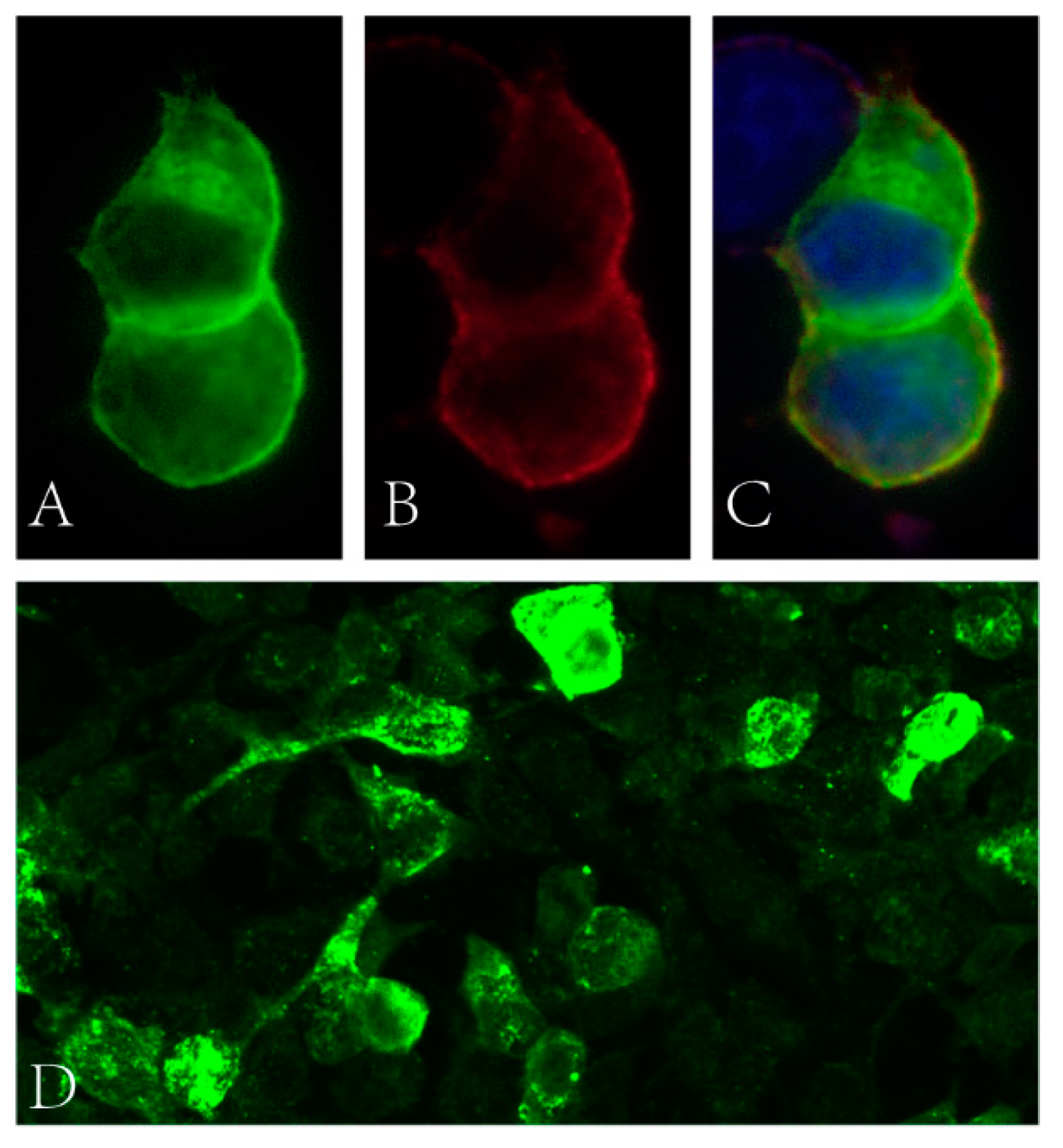 Brainsci 13 00374 g001