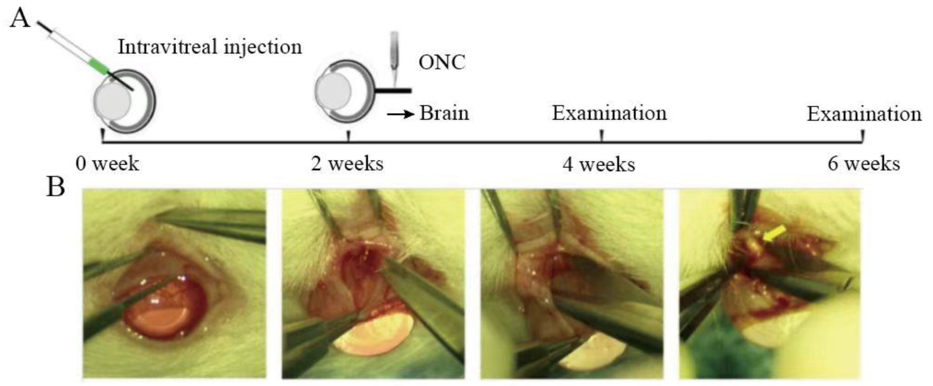 Brainsci 13 00404 g002