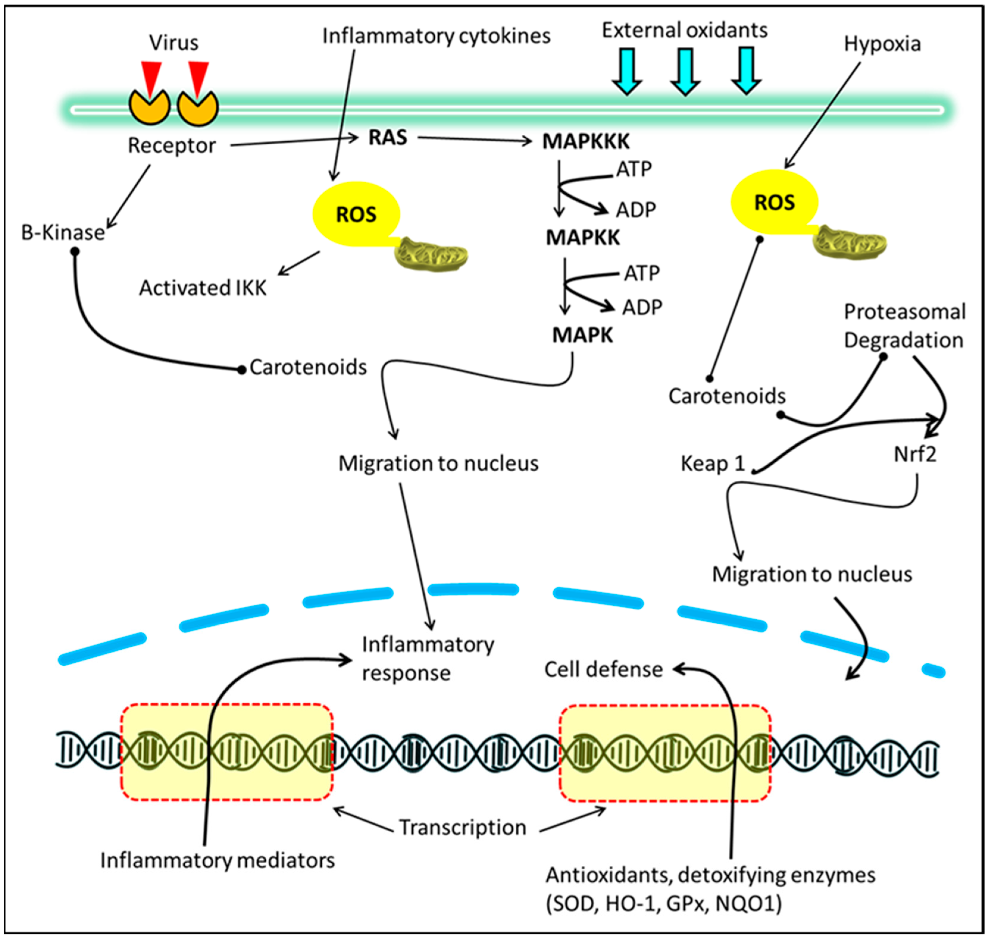 Brainsci 13 00457 g004