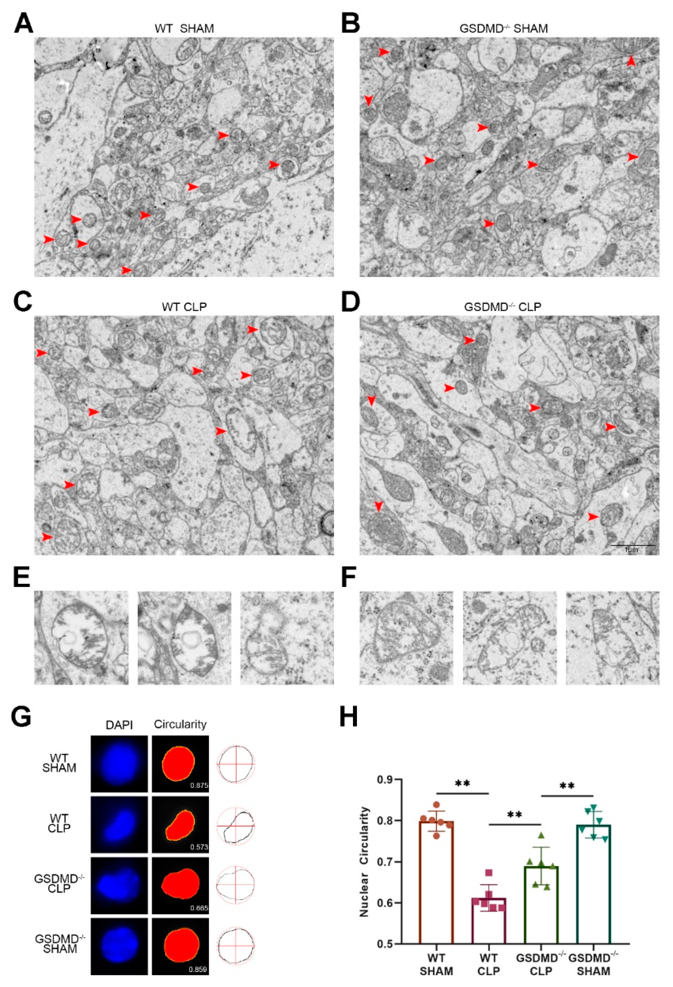 Brainsci 13 00478 g003