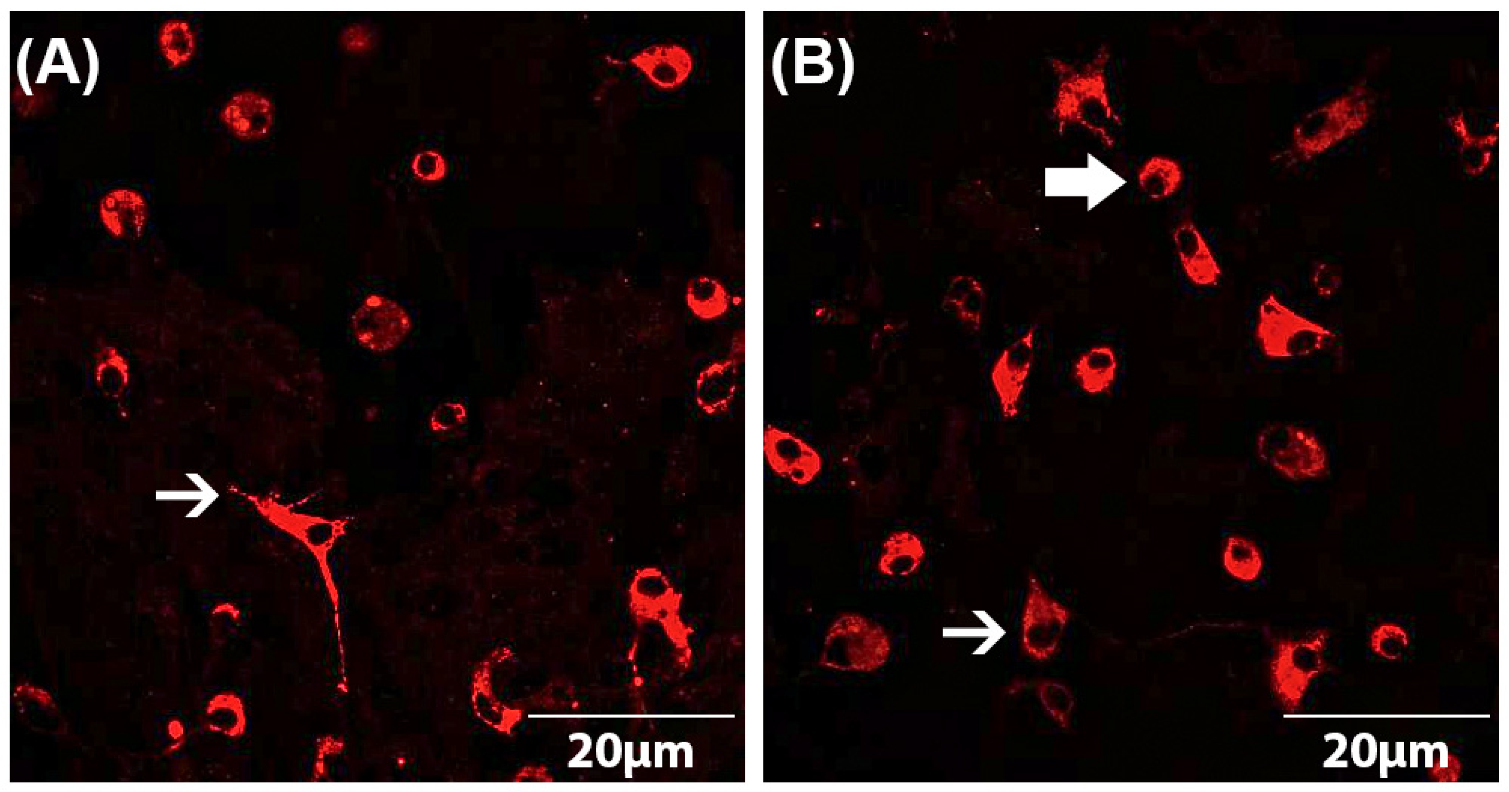 Brainsci 13 00493 g001 Brainsci 13 00493 g001