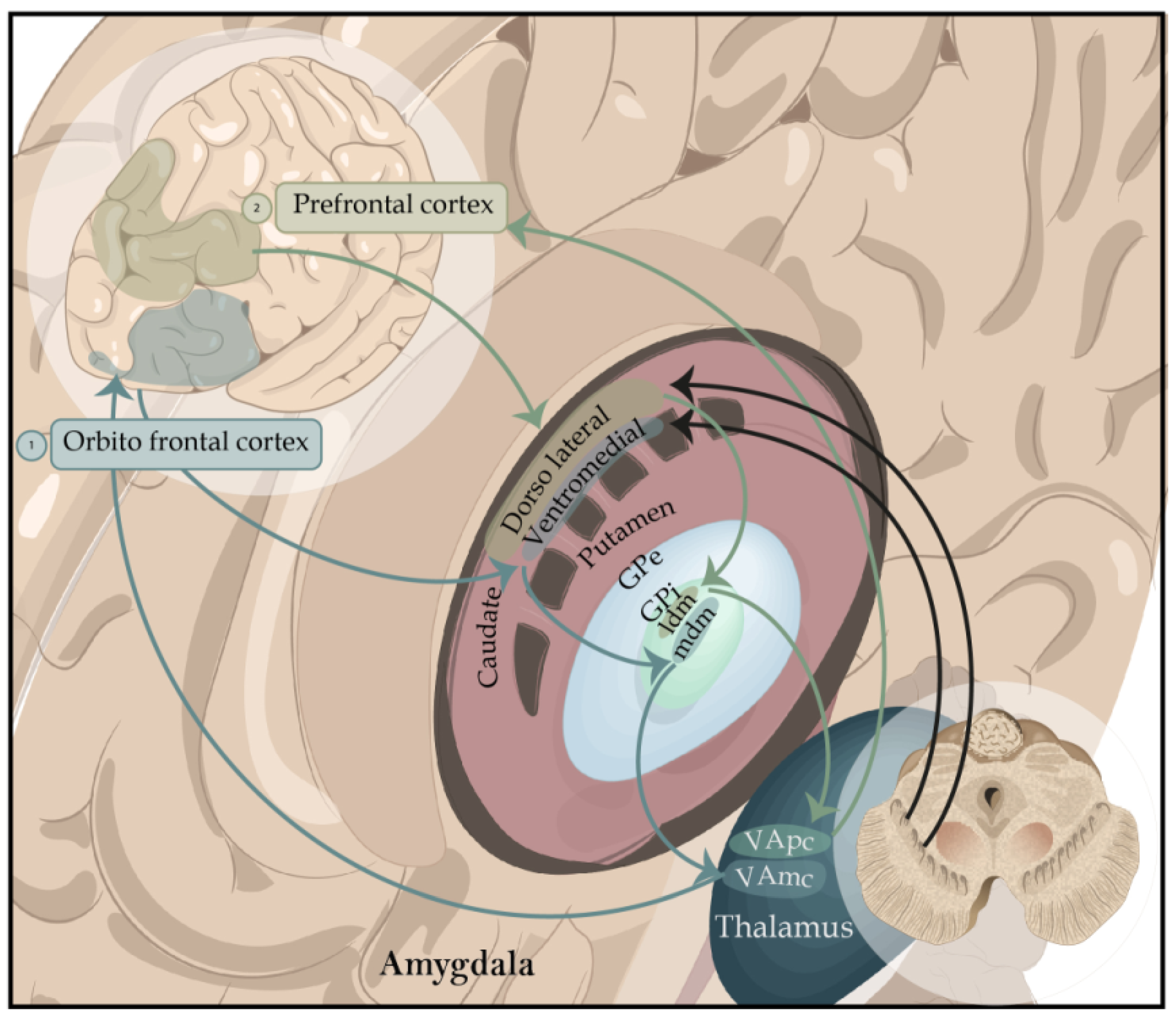 Brainsci 13 00508 g003