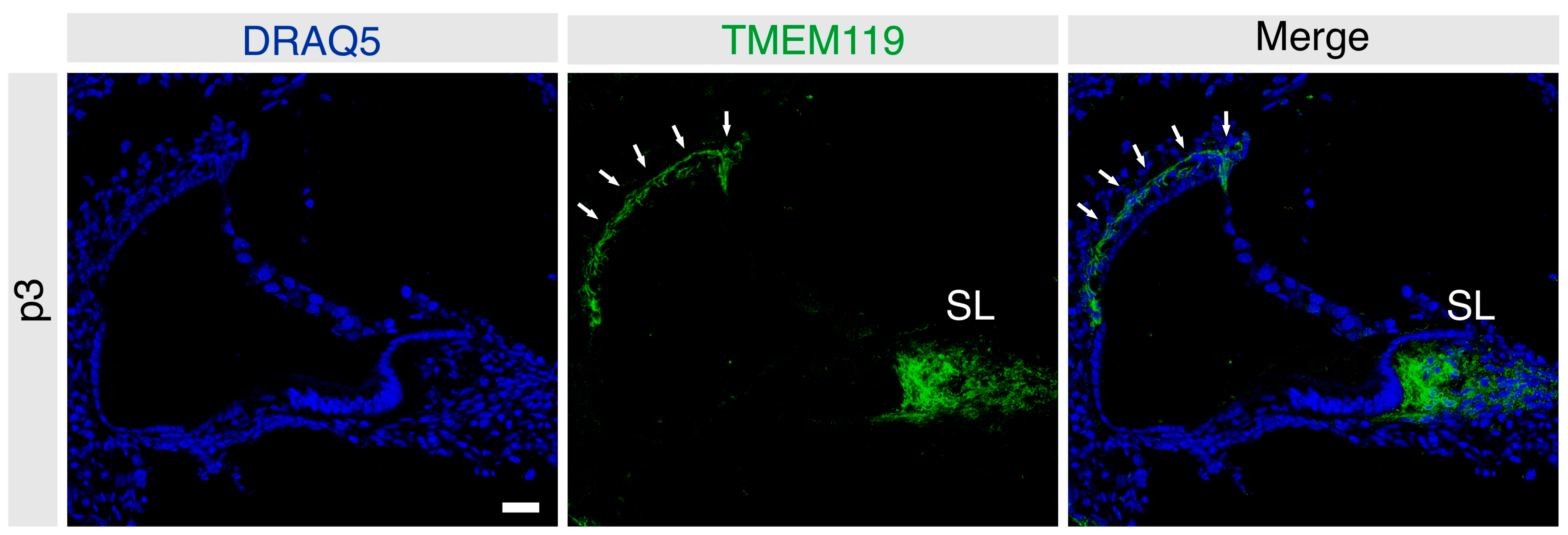 Brainsci 13 00516 g001