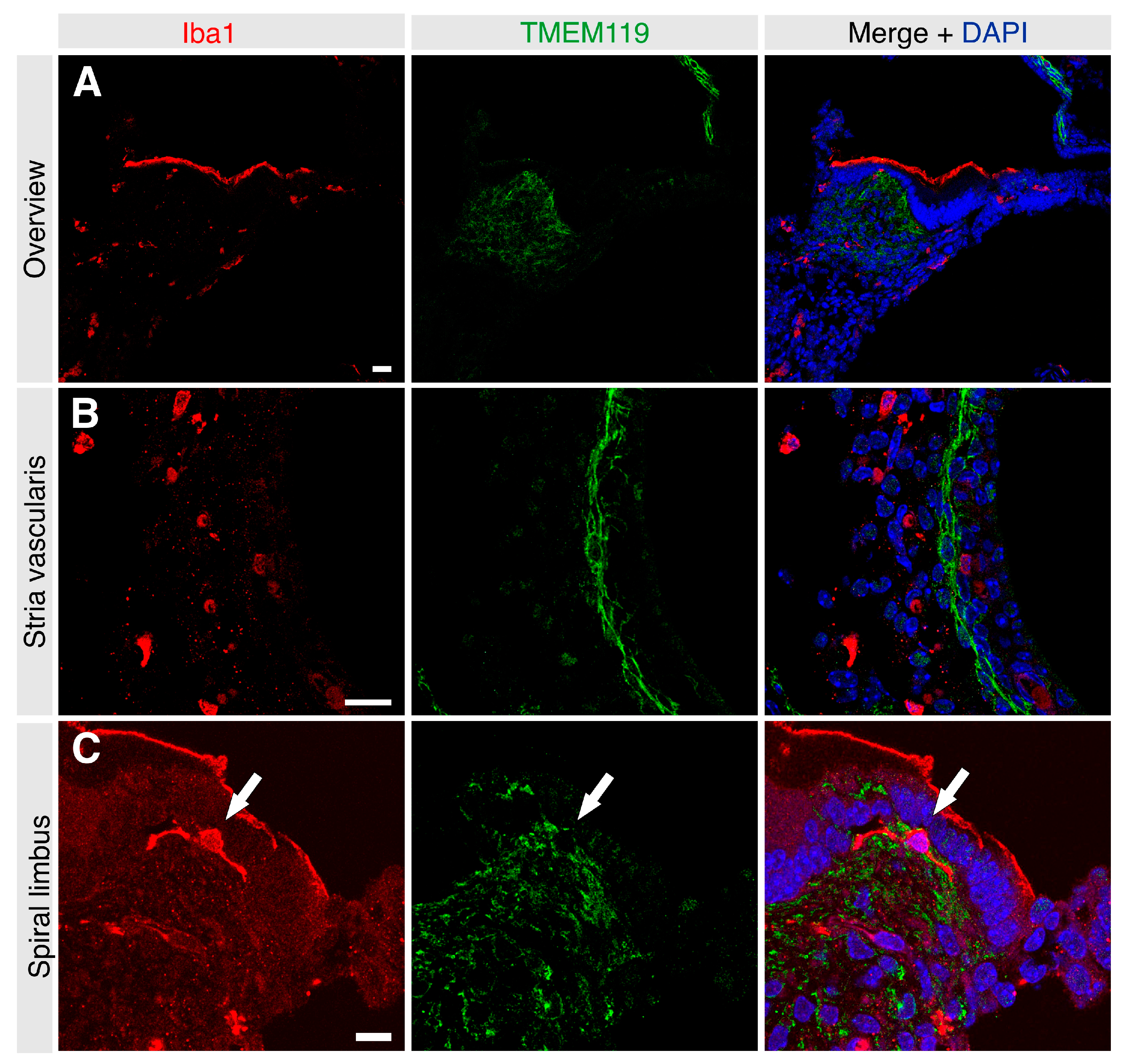Brainsci 13 00516 g002