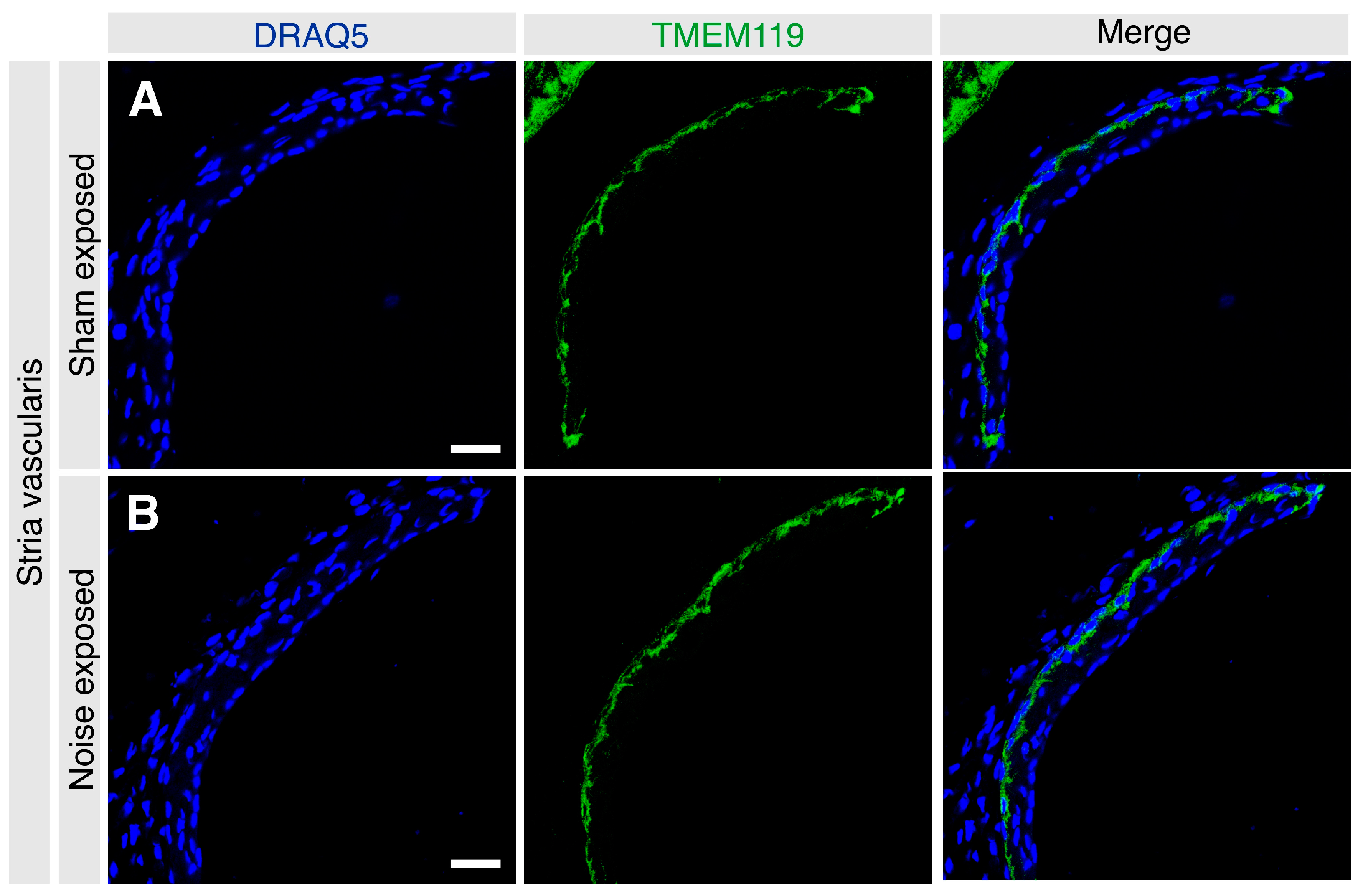 Brainsci 13 00516 g005