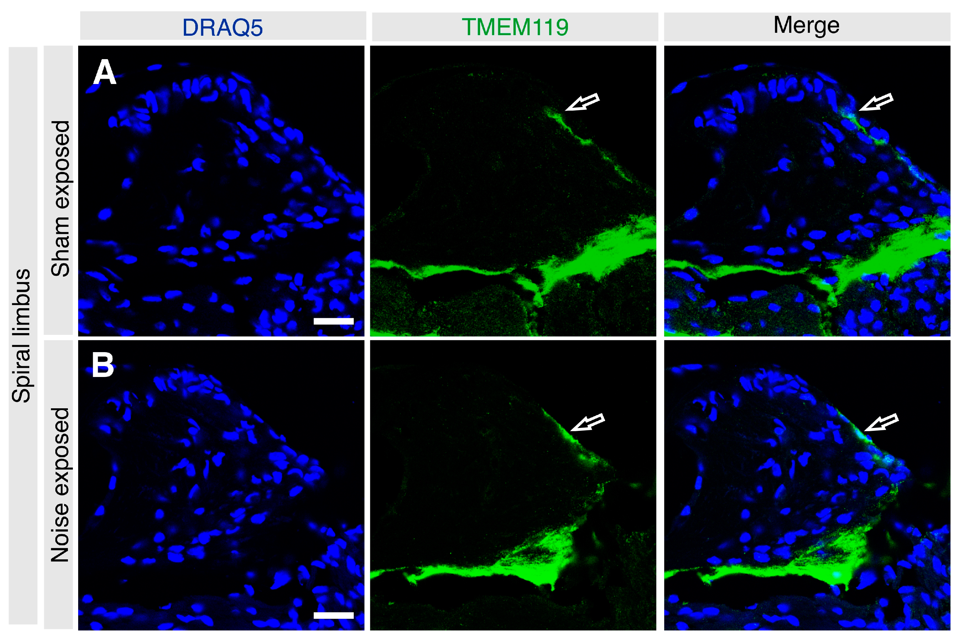 Brainsci 13 00516 g006