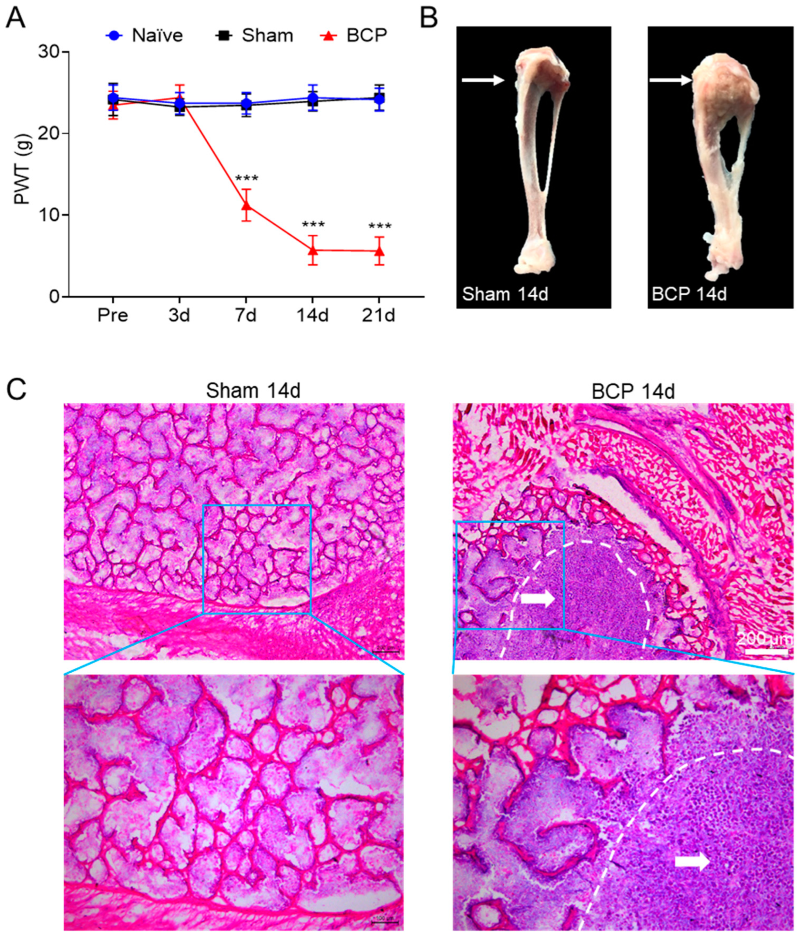 Brainsci 13 00644 g001