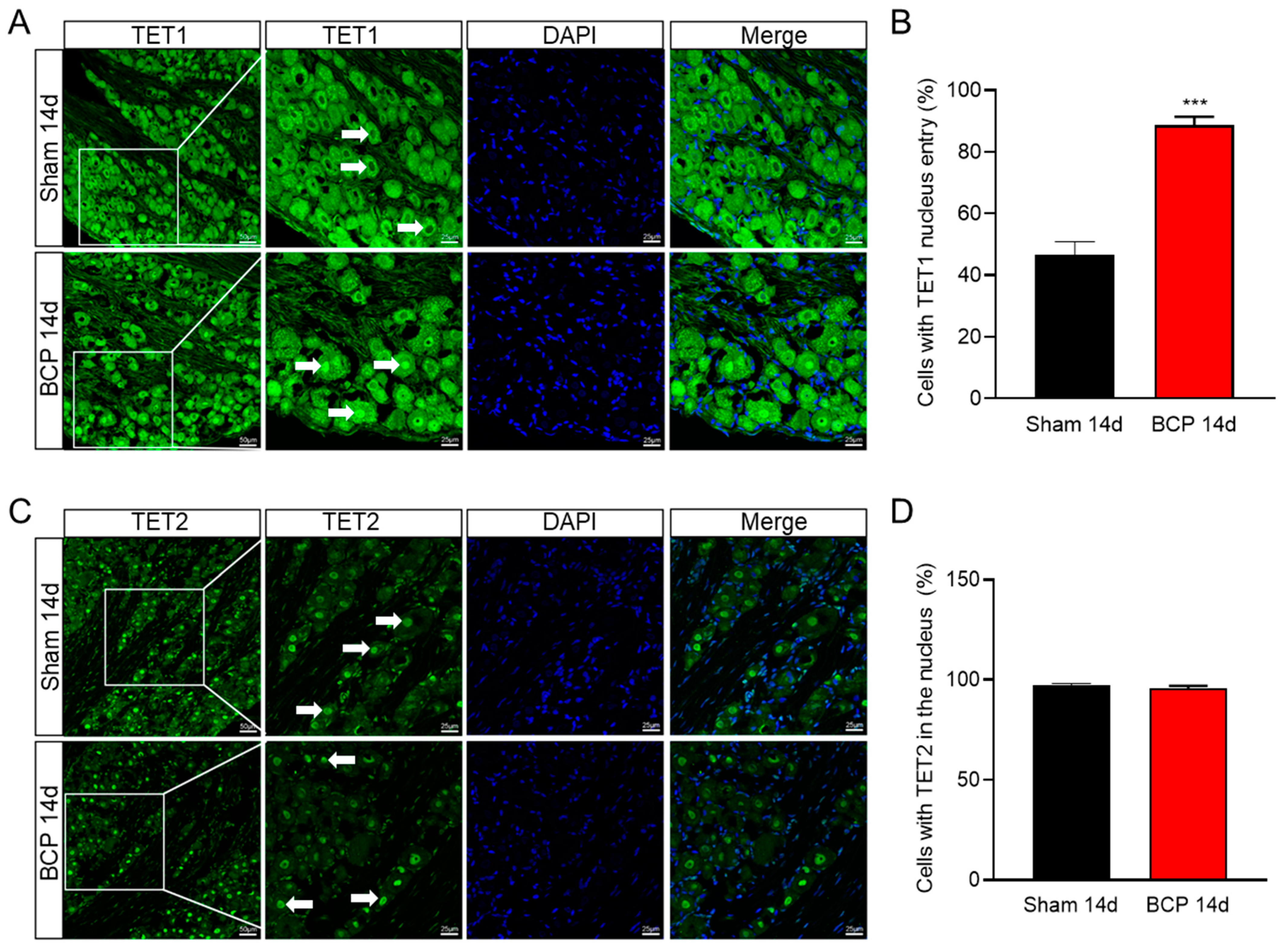 Brainsci 13 00644 g005