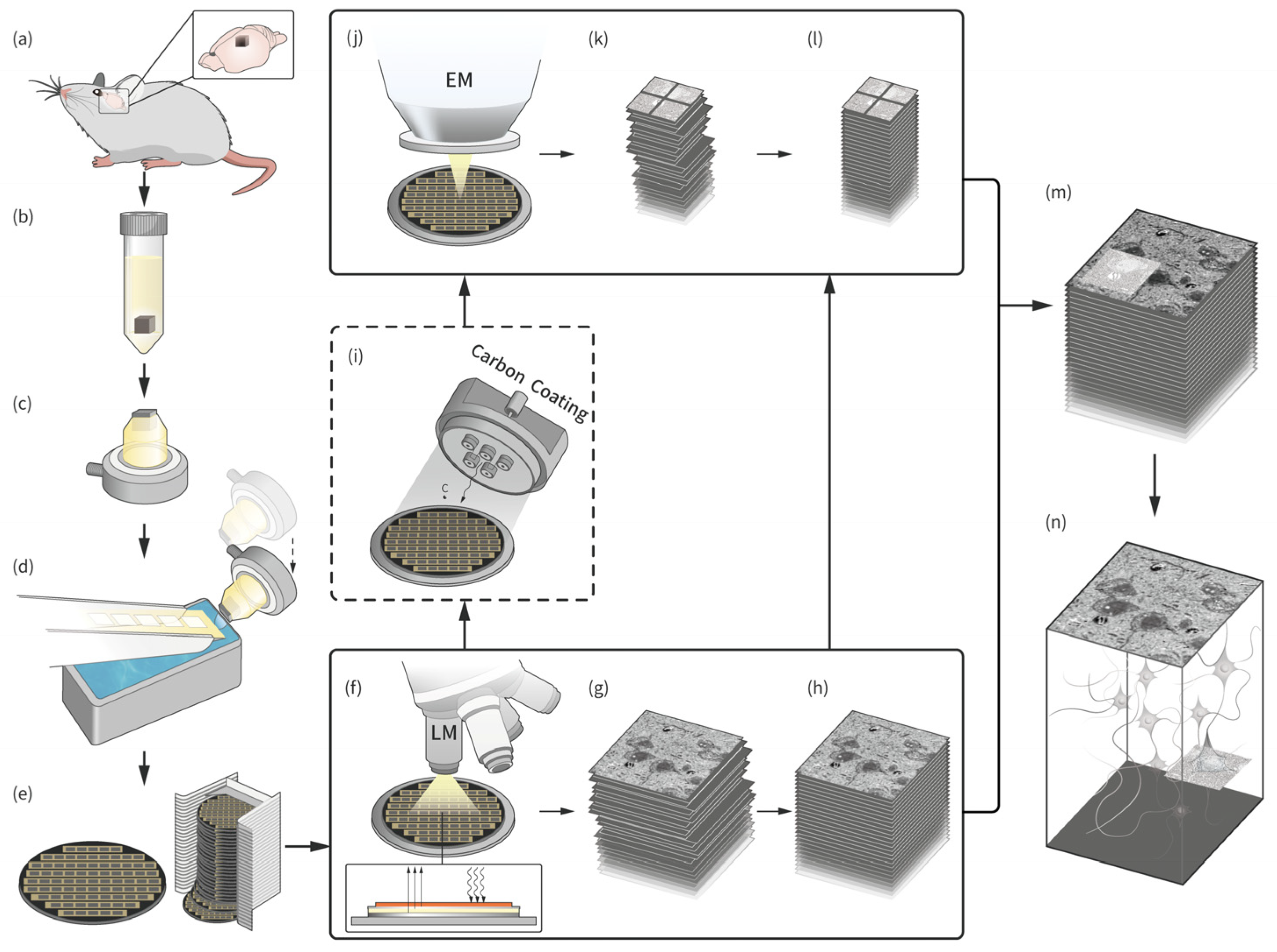 Brainsci 13 00711 g001
