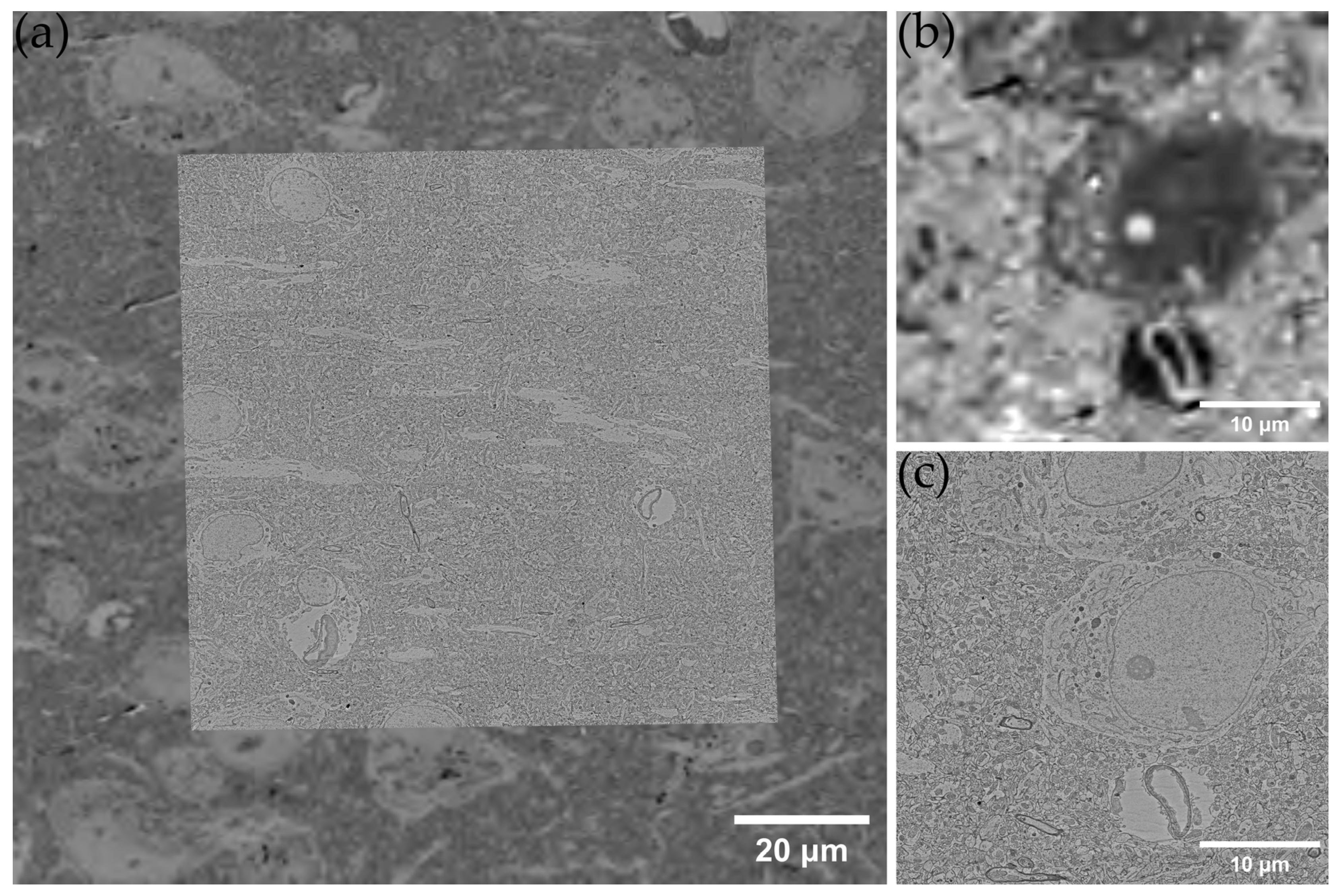 Brainsci 13 00711 g005