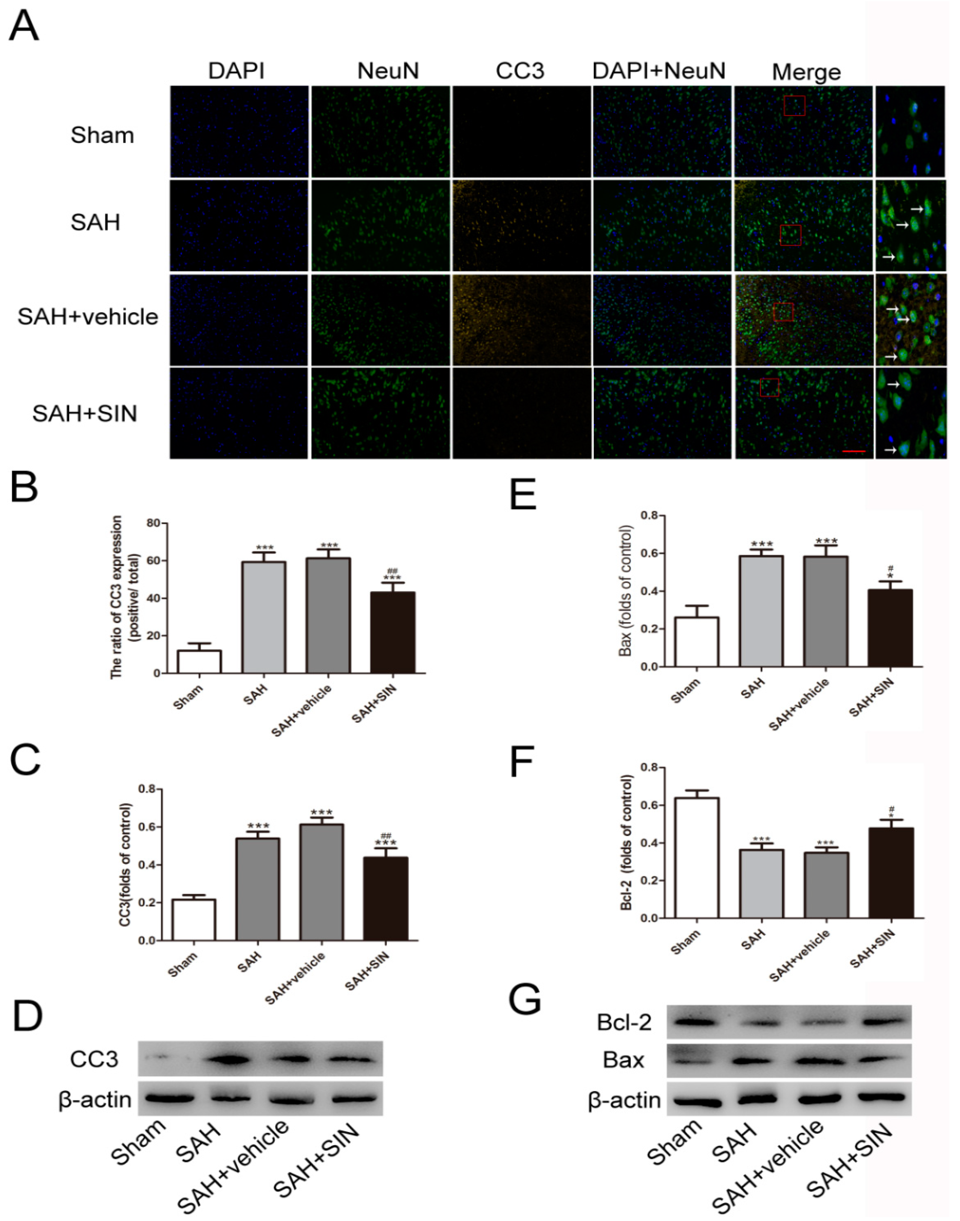 Brainsci 13 00716 g002