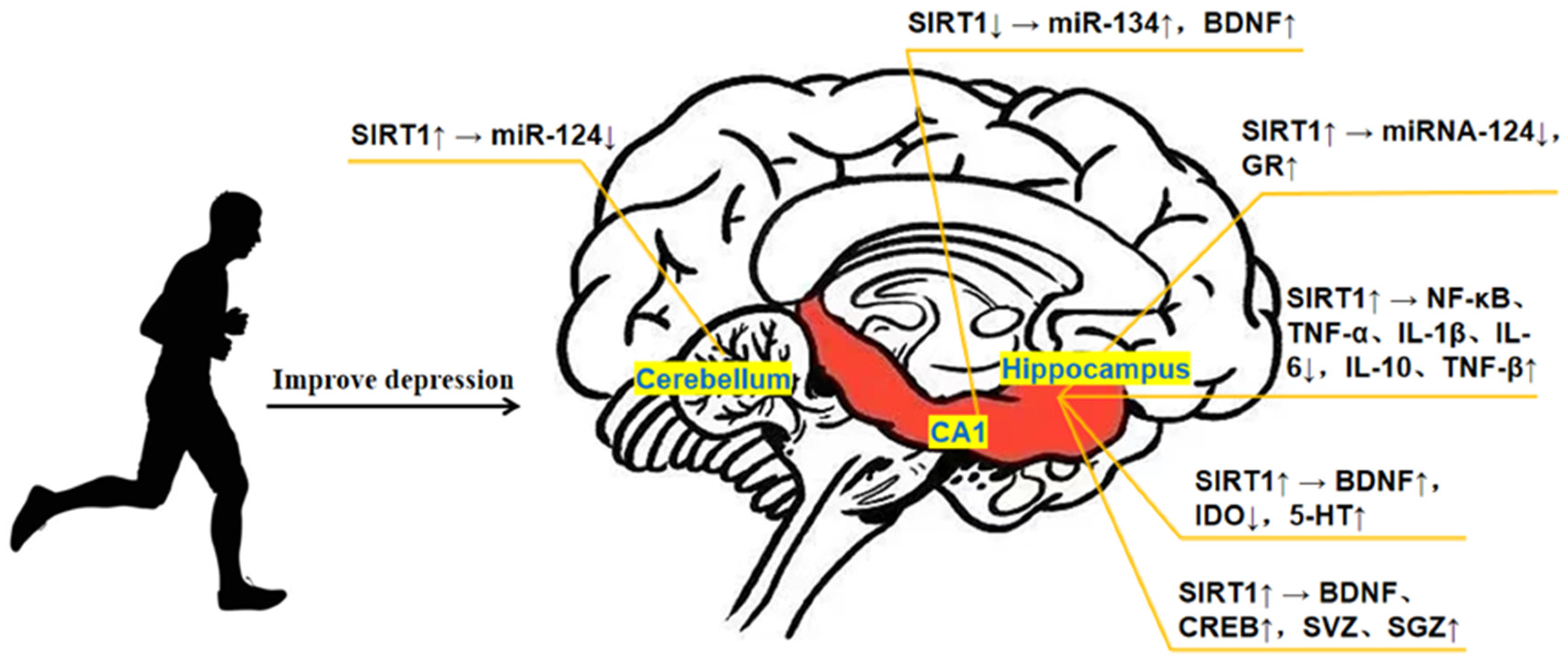 Brainsci 13 00719 g001