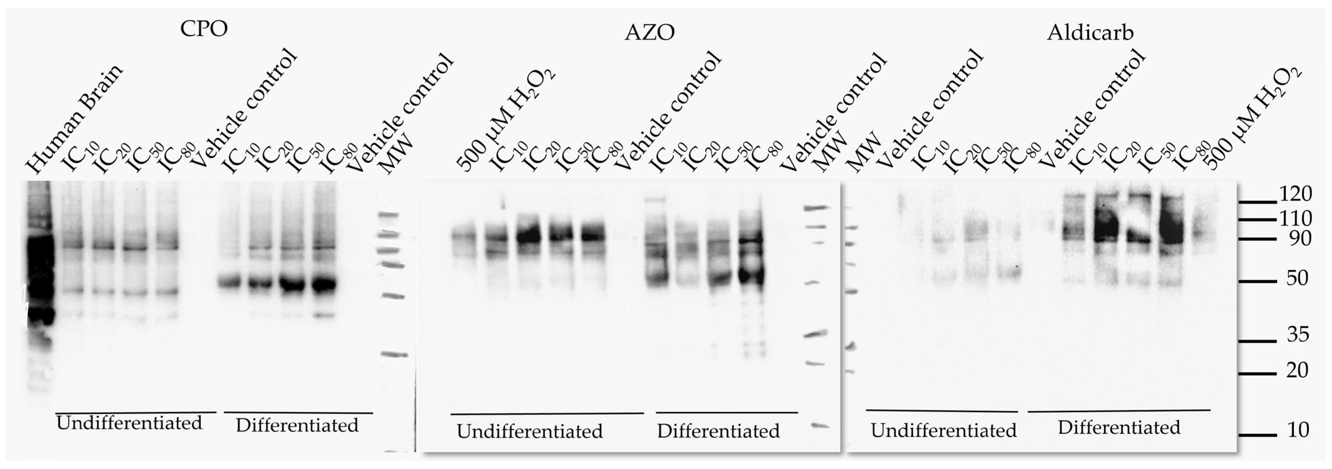 Brainsci 13 00728 g009