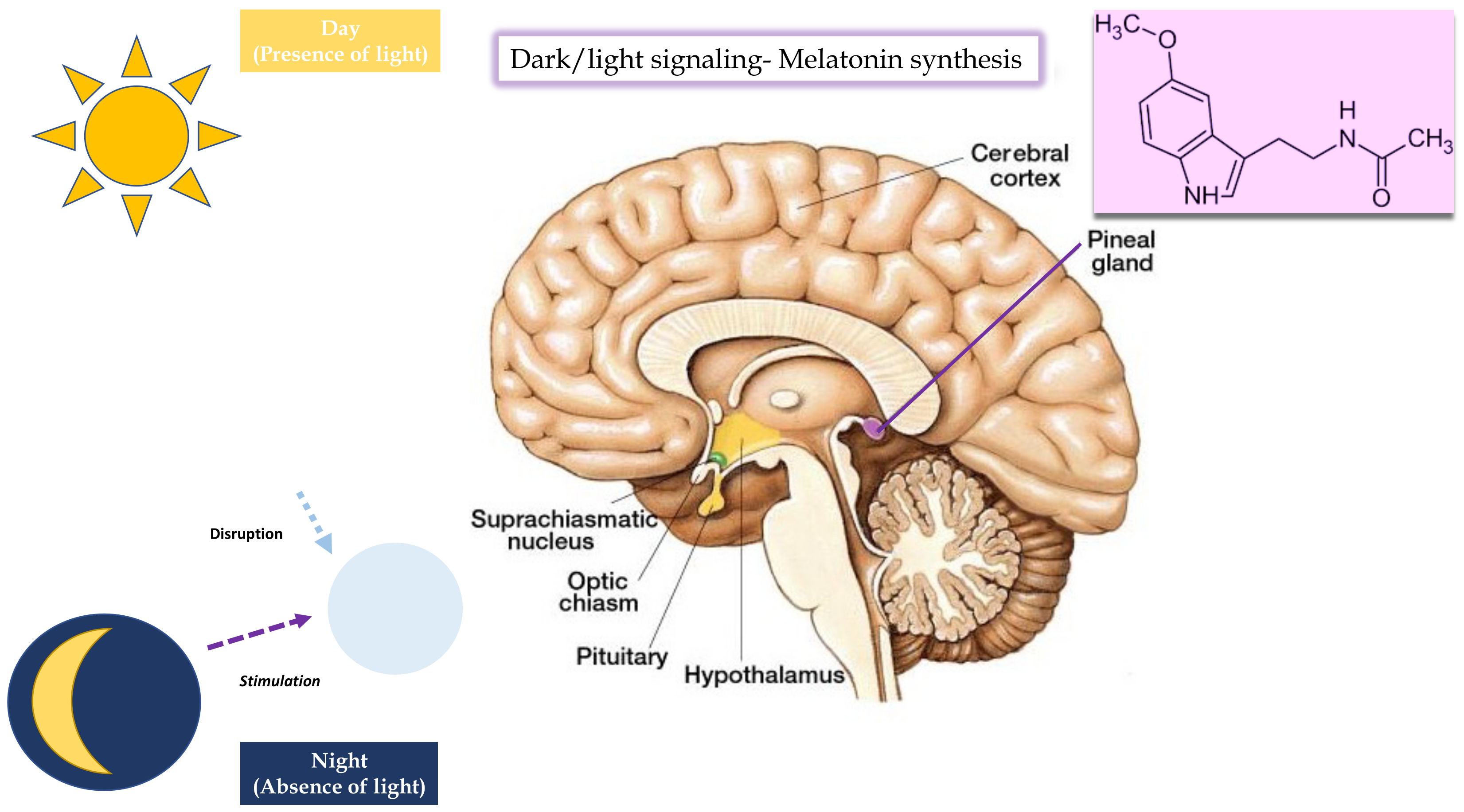 Brainsci 13 00734 g001