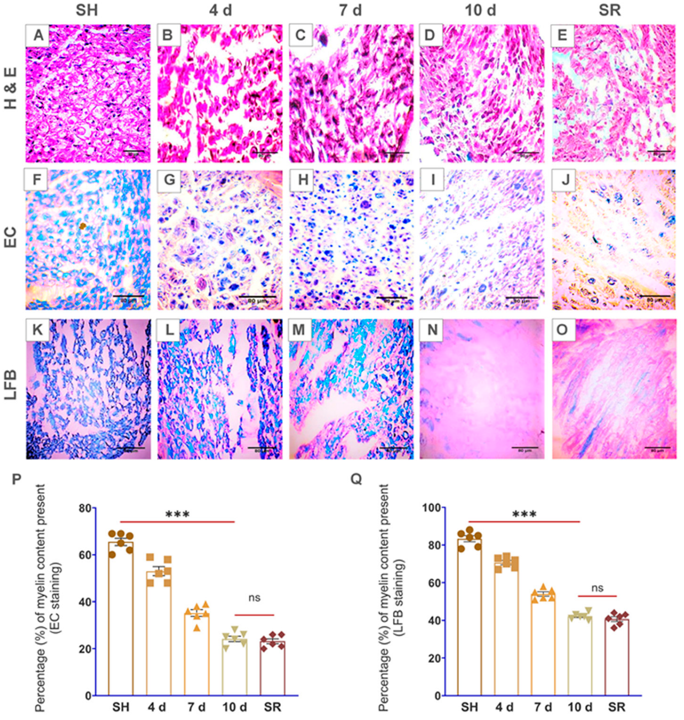 Brainsci 13 00754 g002