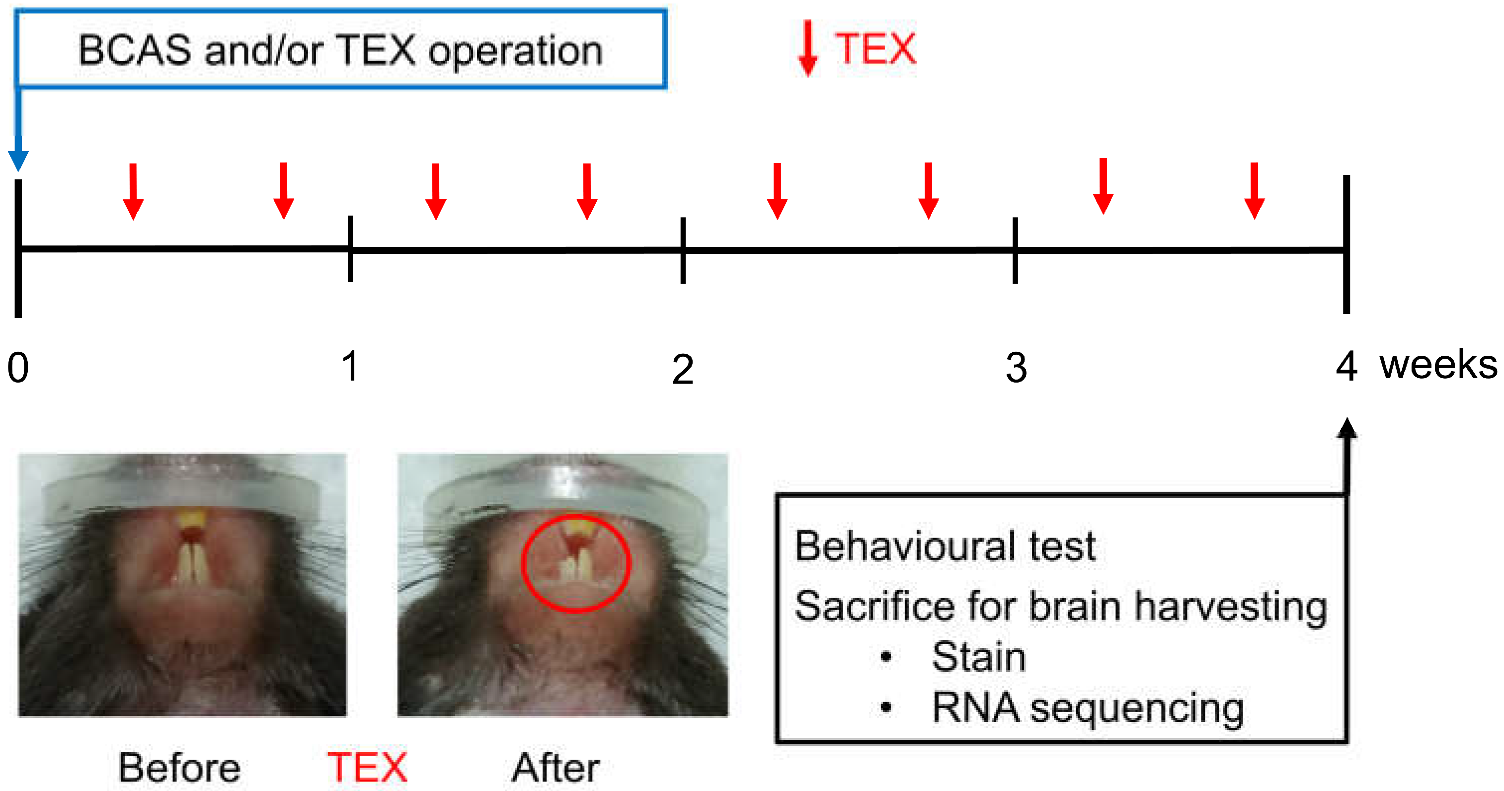 Brainsci 13 00781 g001